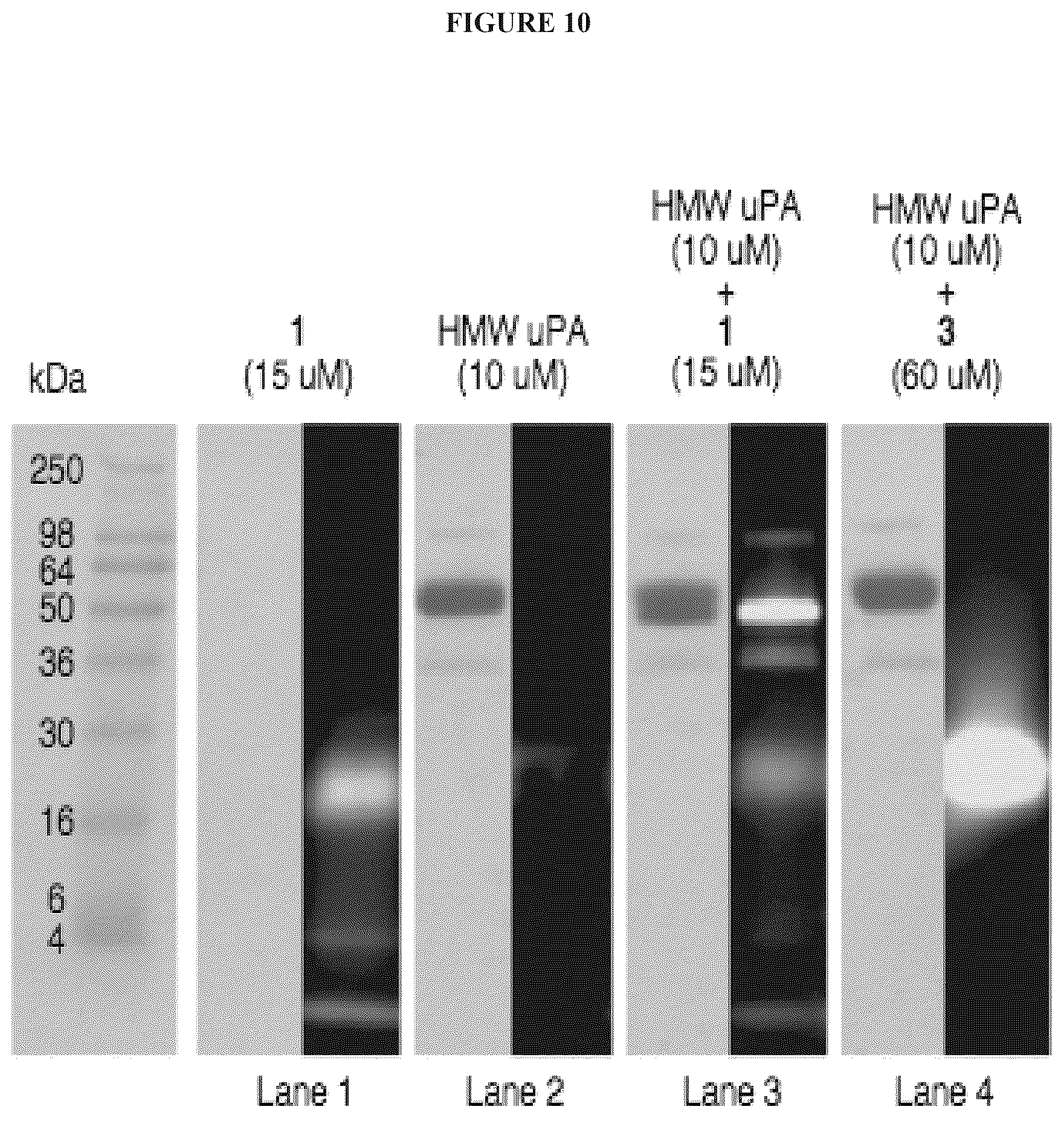 Patent US12312621 Figure 10 – Reprogramming urokinase into an antibody-recruiting anticancer agent