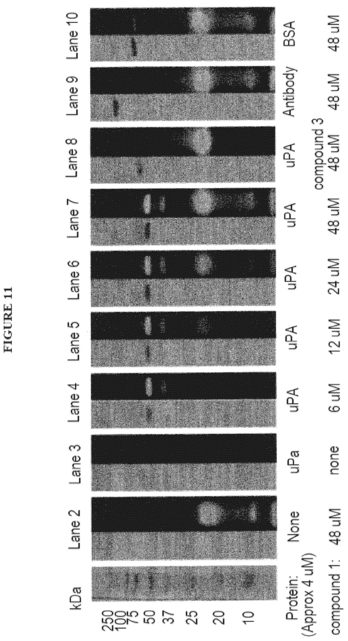 Patent US12312621 Figure 11 – Reprogramming urokinase into an antibody-recruiting anticancer agent