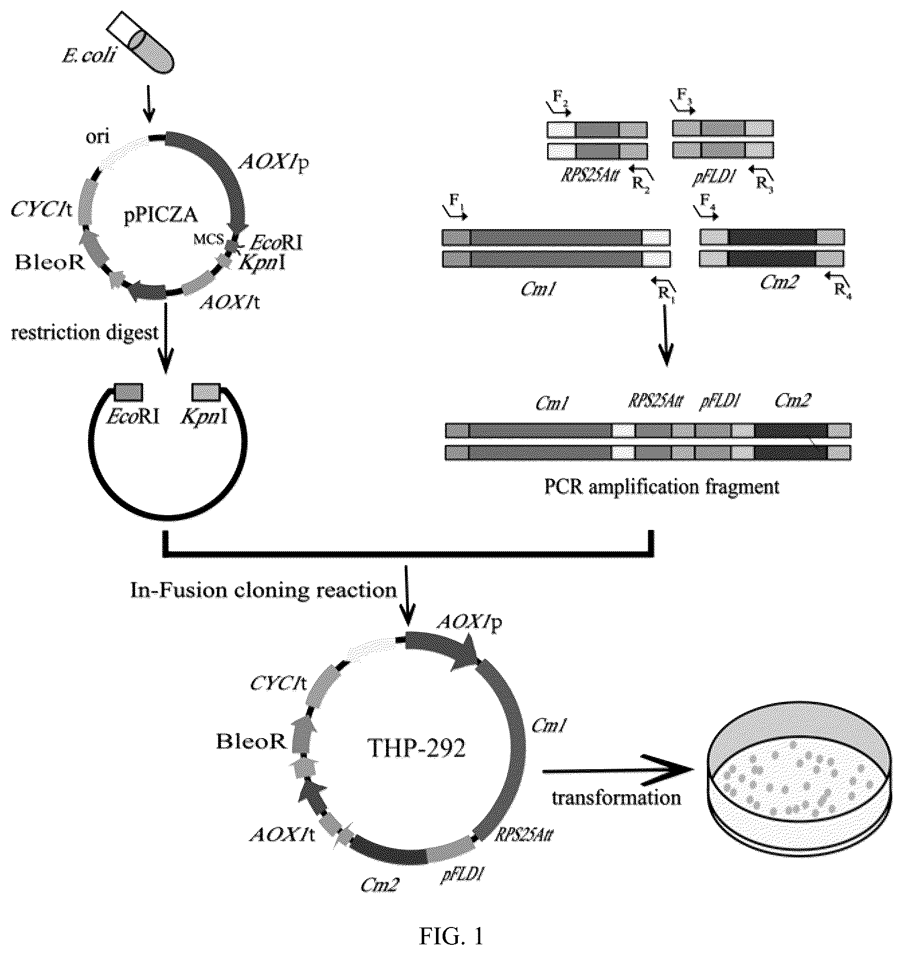 Patent US12312625 Figure 1 – Engineering strain producing cordycepin and its derivative 3′-deoxyinosine, its preparation method and application