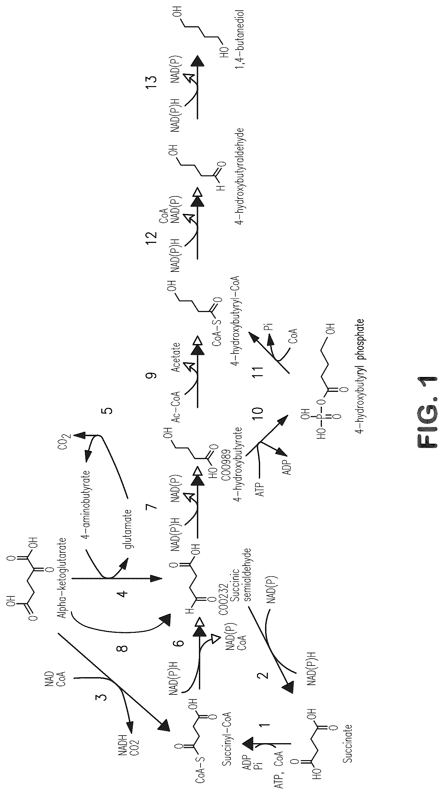 Patent US12312627 Figure 1 – Microorganisms and methods for production of 4-hydroxybutyrate, 1,4-butanediol and related compounds