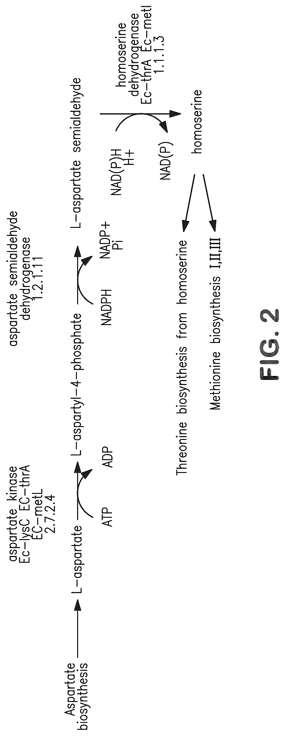 Patent US12312627 Figure 2 – Microorganisms and methods for production of 4-hydroxybutyrate, 1,4-butanediol and related compounds