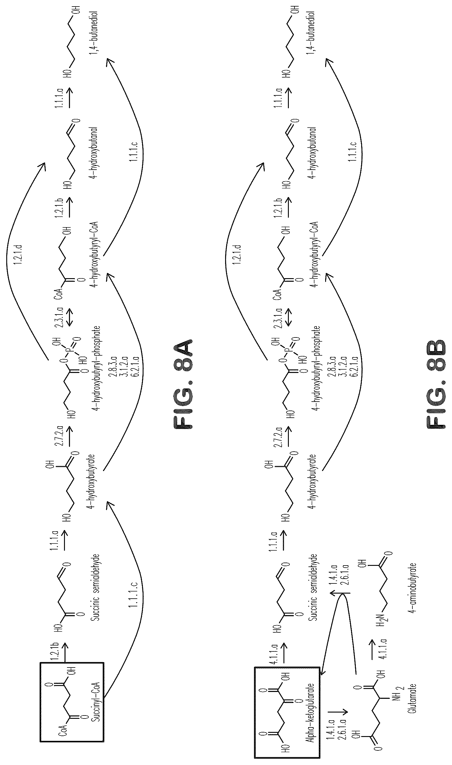 Patent US12312627 Figure 8 – Microorganisms and methods for production of 4-hydroxybutyrate, 1,4-butanediol and related compounds