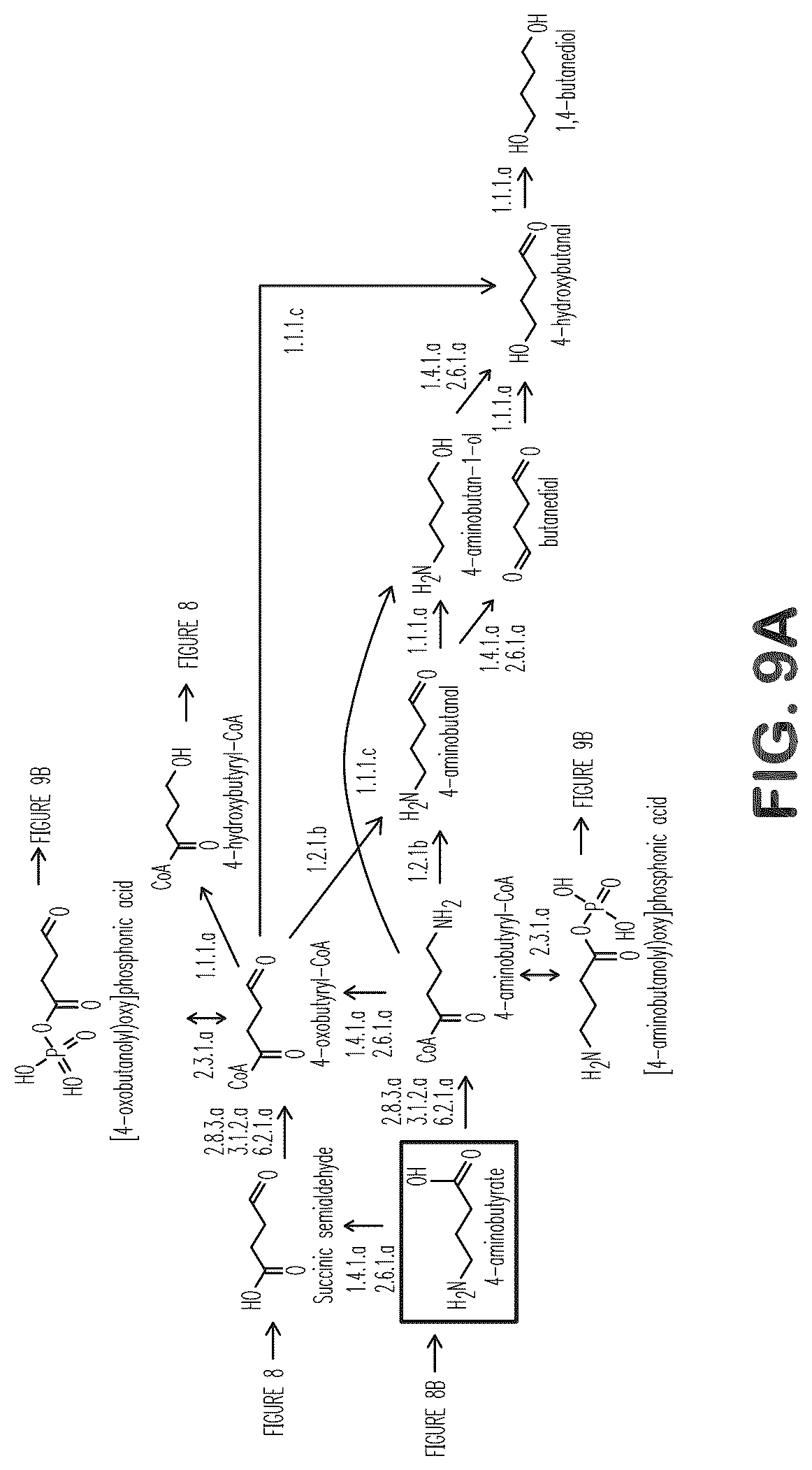 Patent US12312627 Figure 9 – Microorganisms and methods for production of 4-hydroxybutyrate, 1,4-butanediol and related compounds