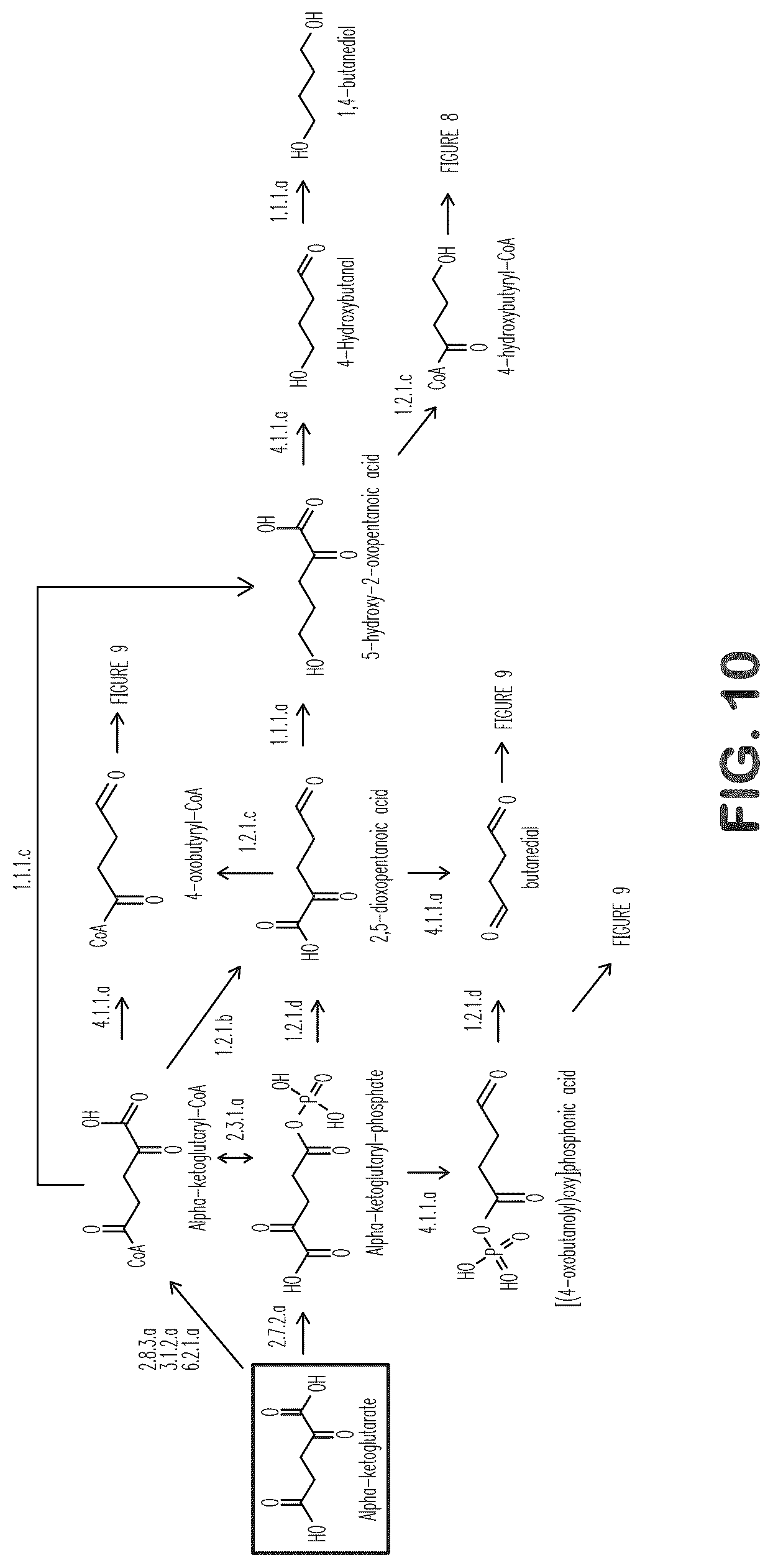 Patent US12312627 Figure 11 – Microorganisms and methods for production of 4-hydroxybutyrate, 1,4-butanediol and related compounds