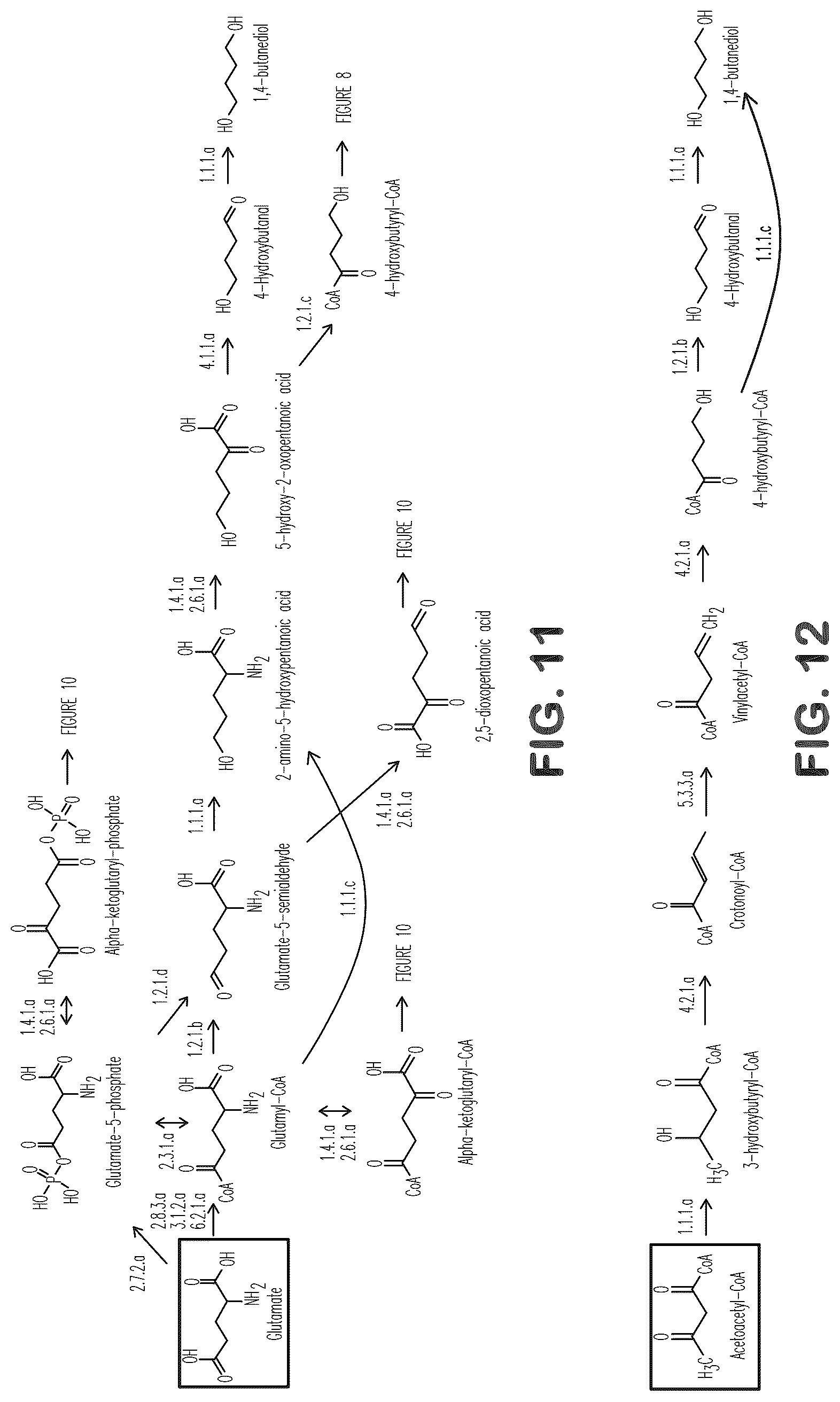 Patent US12312627 Figure 12 – Microorganisms and methods for production of 4-hydroxybutyrate, 1,4-butanediol and related compounds