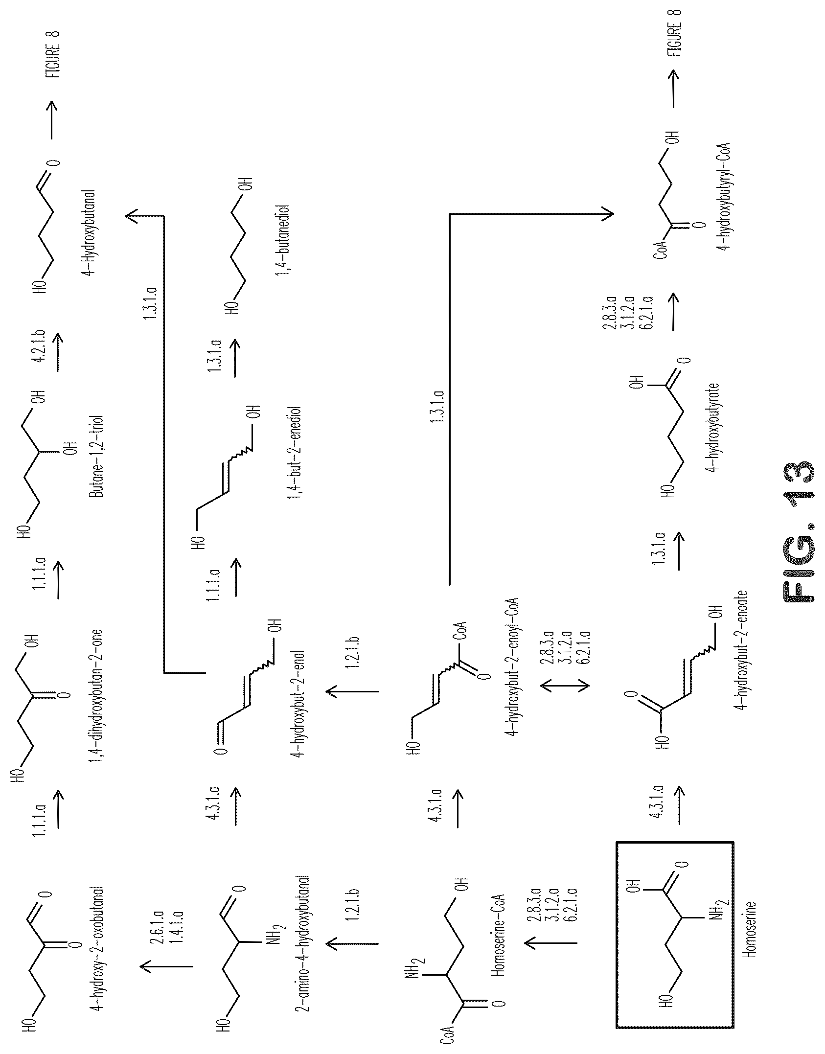 Patent US12312627 Figure 13 – Microorganisms and methods for production of 4-hydroxybutyrate, 1,4-butanediol and related compounds