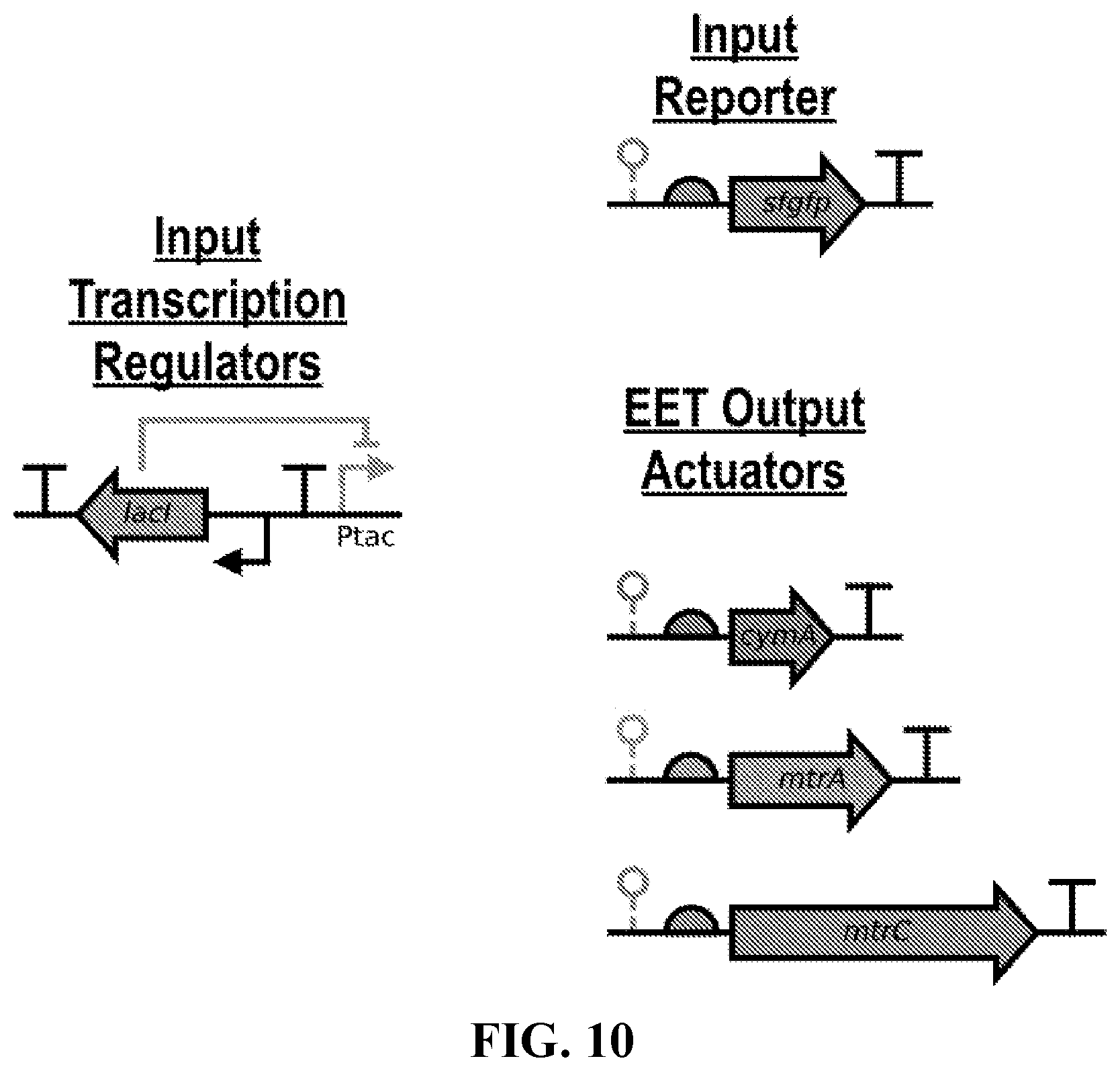 Patent US12312628 Figure 12 – Metabolic control over organometallic catalysts using electroactive bacteria