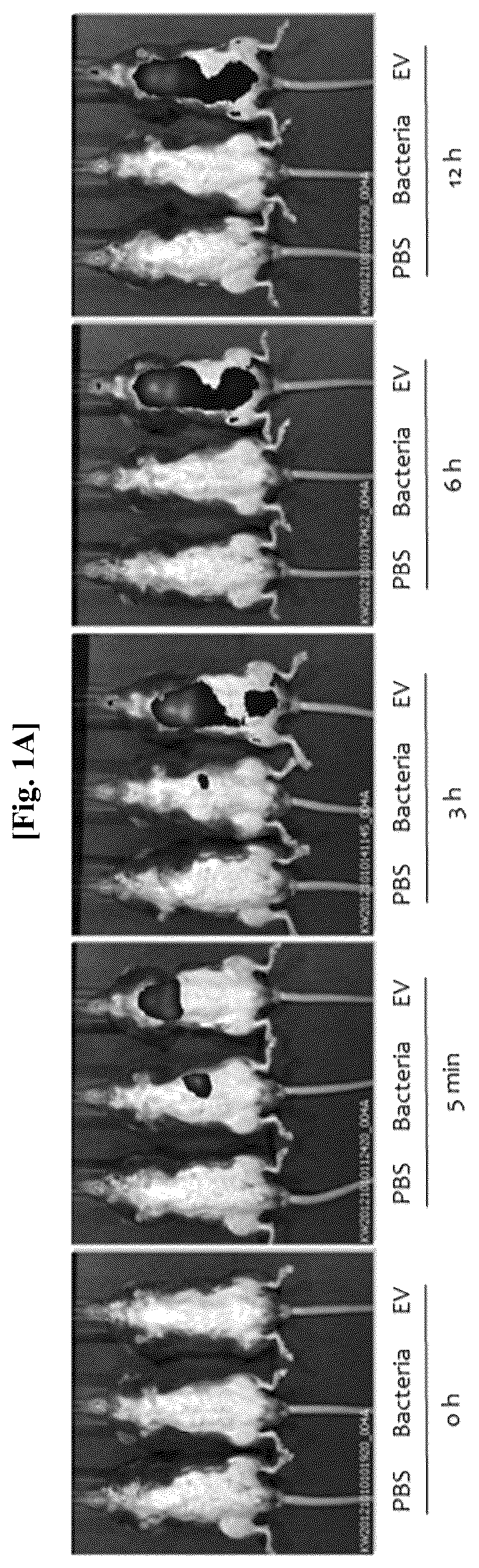 Patent US12312636 — Nanovesicles derived from genus Bacillus bacteria and use thereof — Figure 1