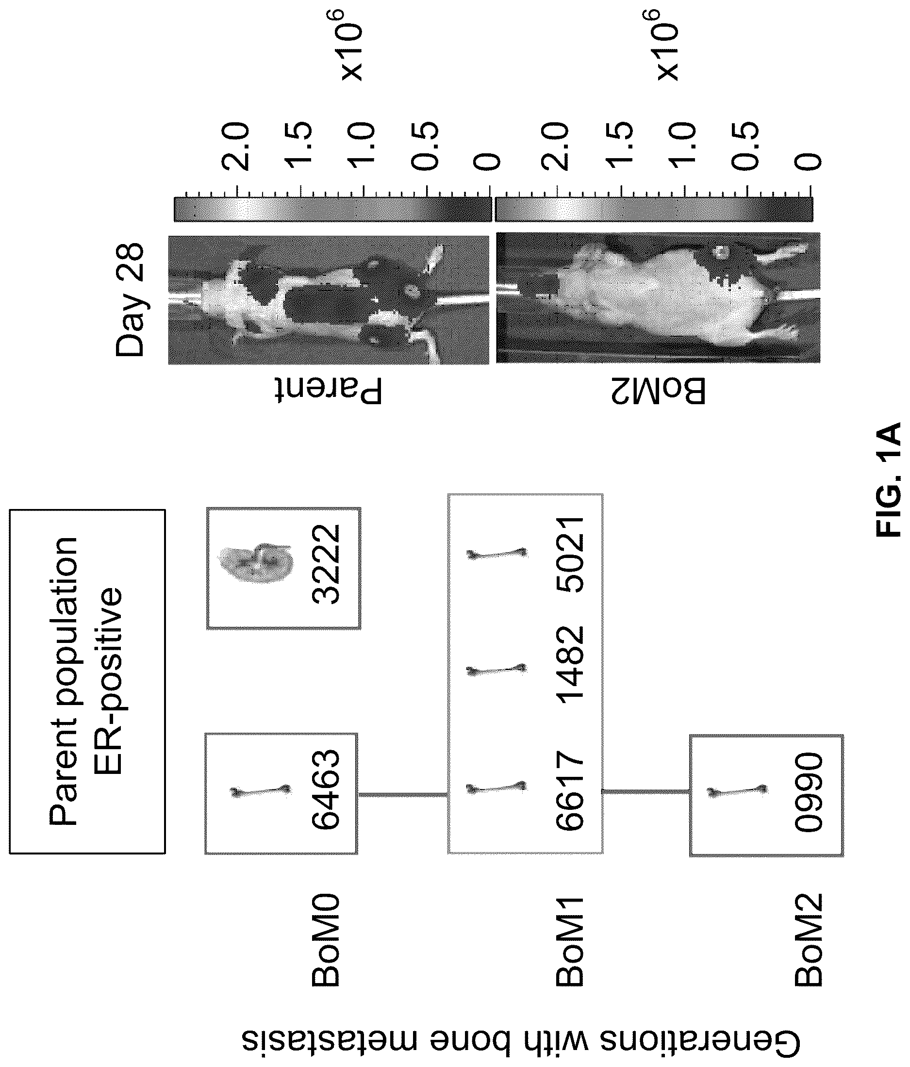Patent US12312642 Figure 1 – Method for the diagnosis, prognosis and treatment of breast cancer metastasis