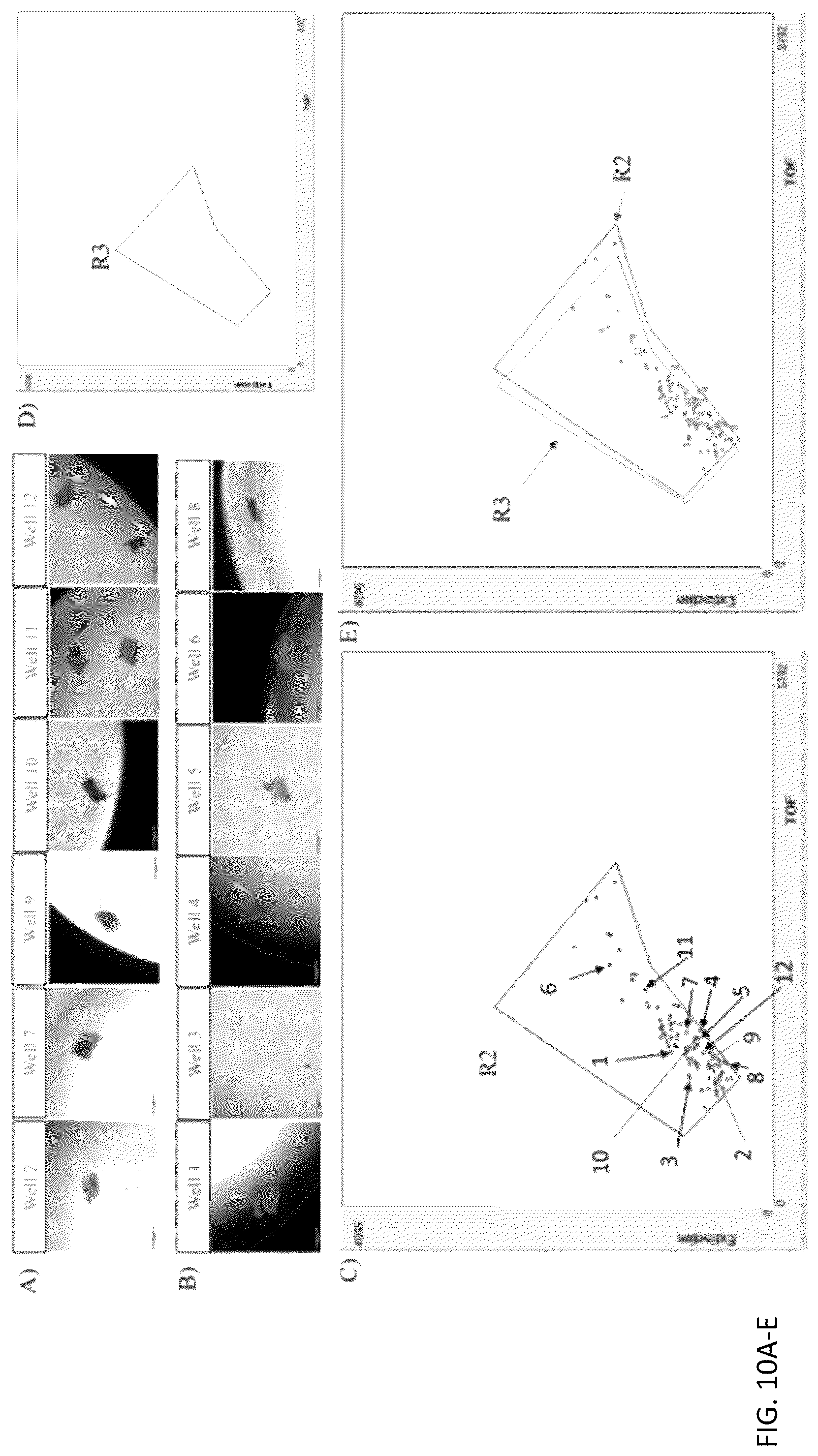 Patent US12313624 Figure 13 – Ex vivo systems and methods for determining the effect of a drug or other agent on a tissue