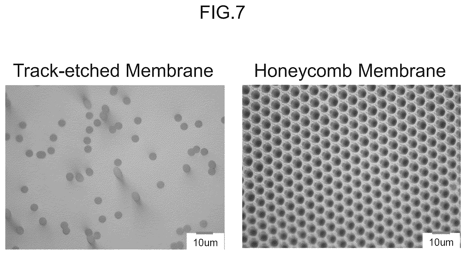 Patent US12313625 Figure 7 – Living tissue model device, vascular wall model, vascular wall model device and method of evaluating test substance