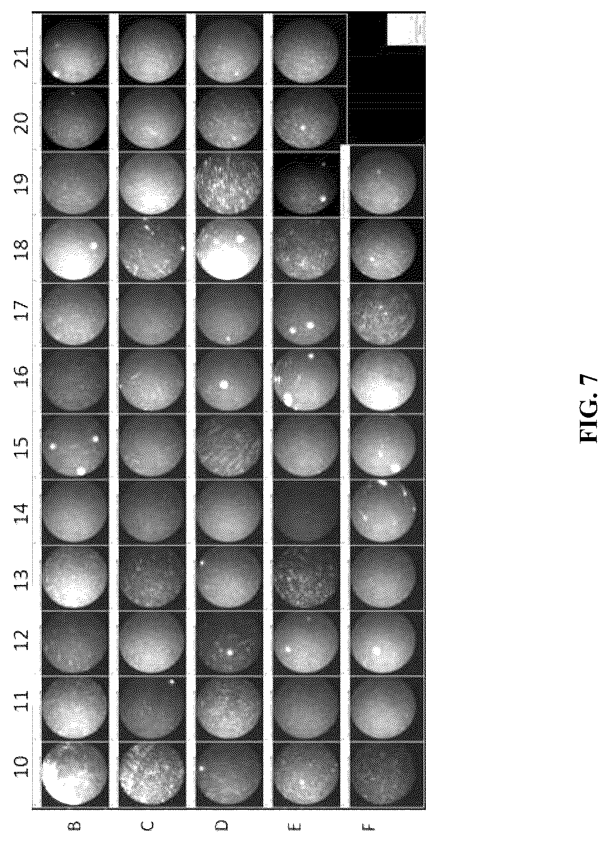 Patent US12313627 Figure 8 – Multivalent binding composition for nucleic acid analysis