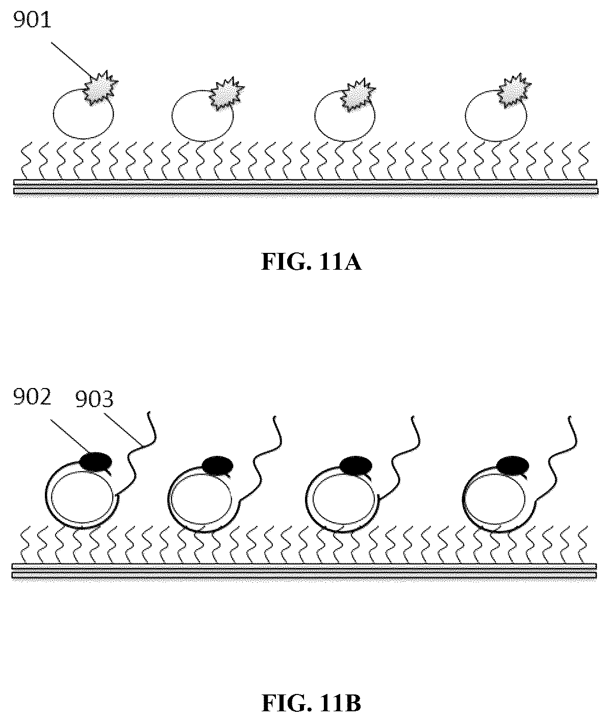 Patent US12313627 Figure 12 – Multivalent binding composition for nucleic acid analysis