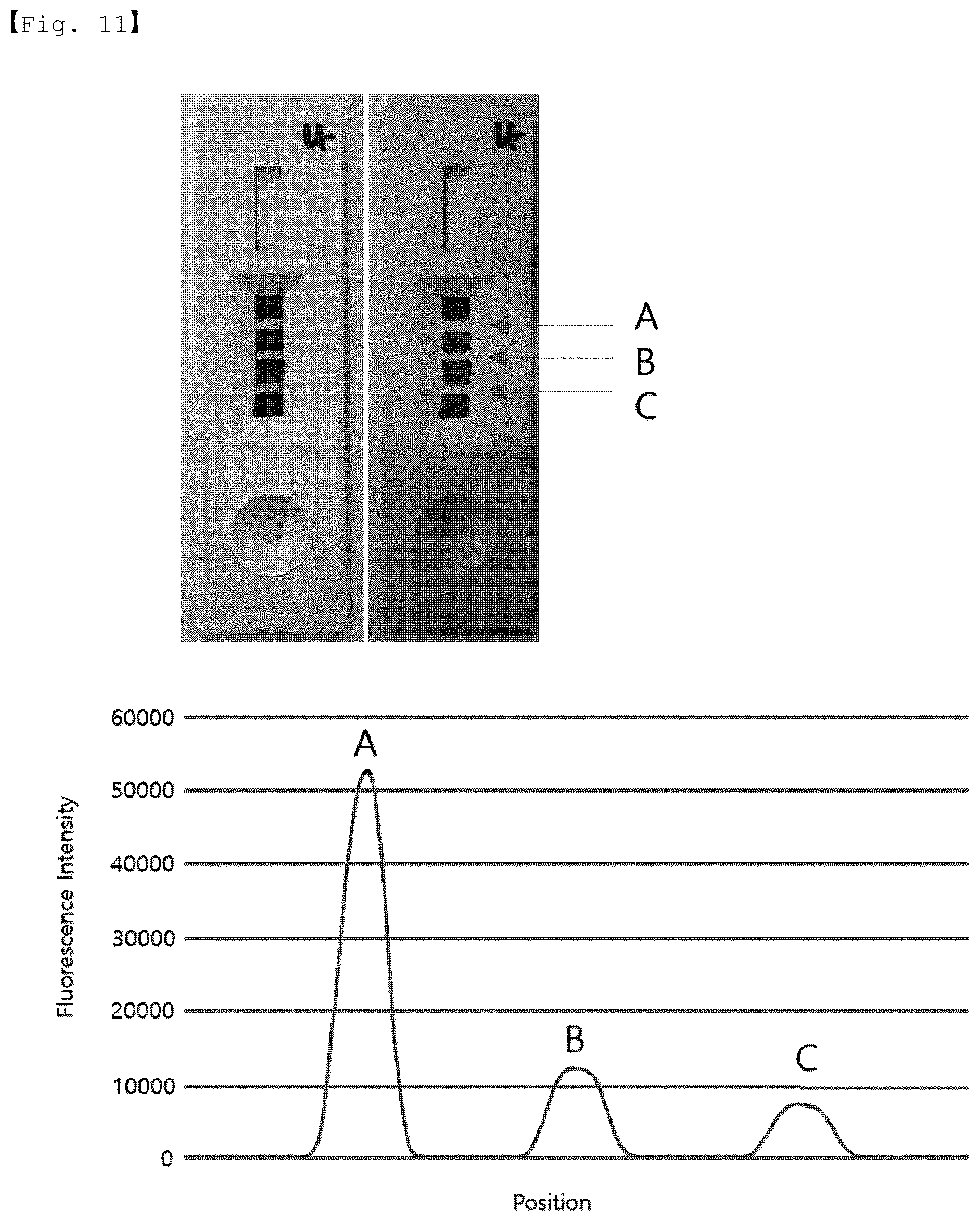 Patent US12313629 Figure 10 – Standard material composition for verifying bioanalyzer and standard strip using same