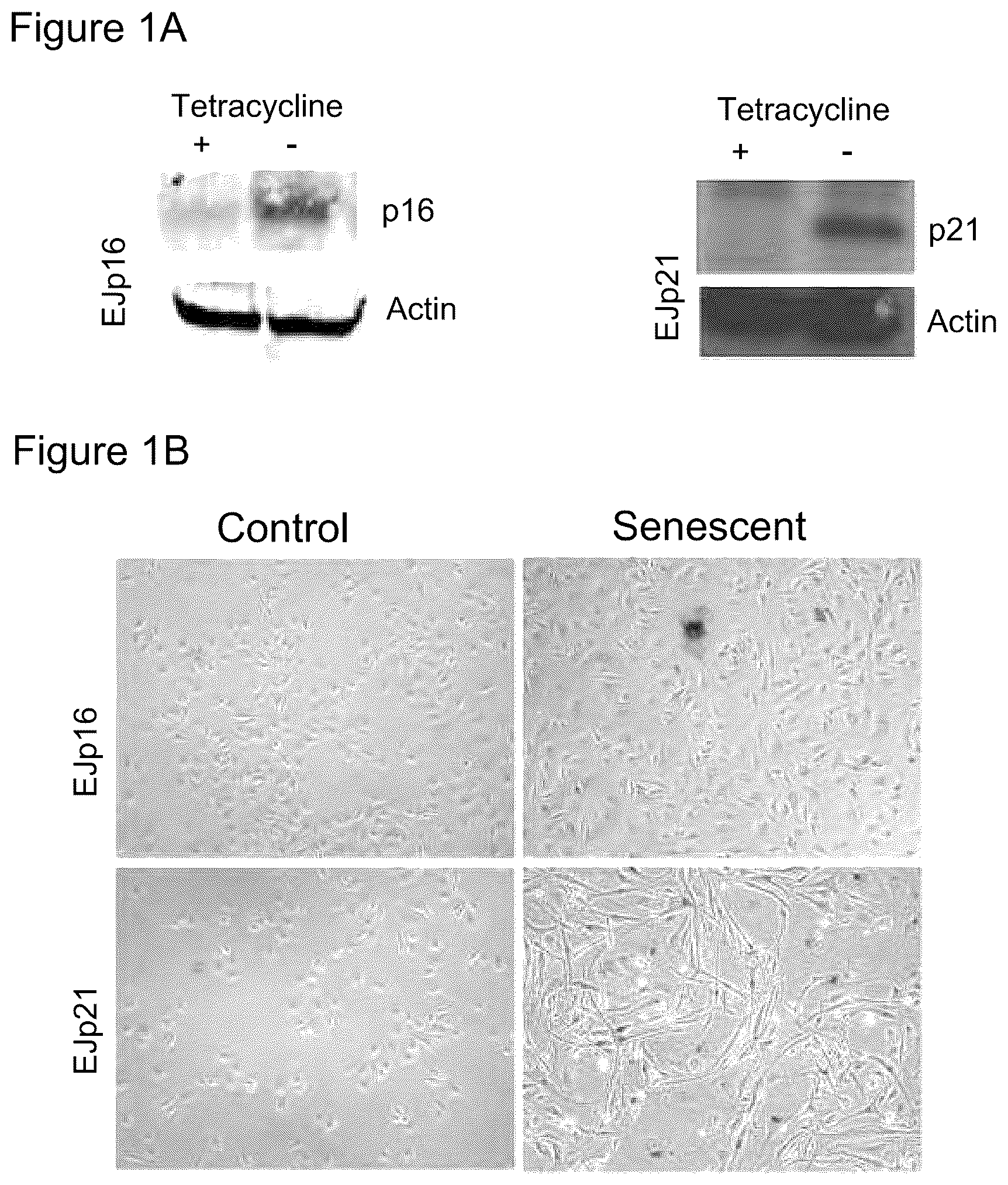 Patent US12313631 Figure 1 – Senescent cell biomarkers