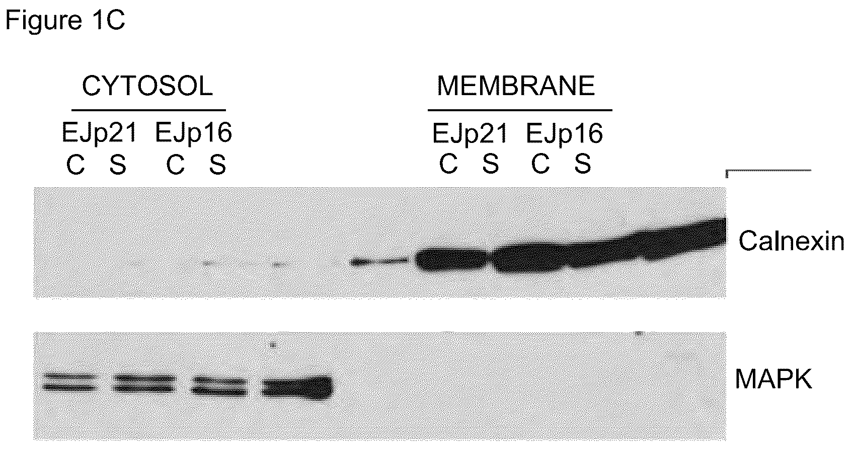 Patent US12313631 Figure 2 – Senescent cell biomarkers