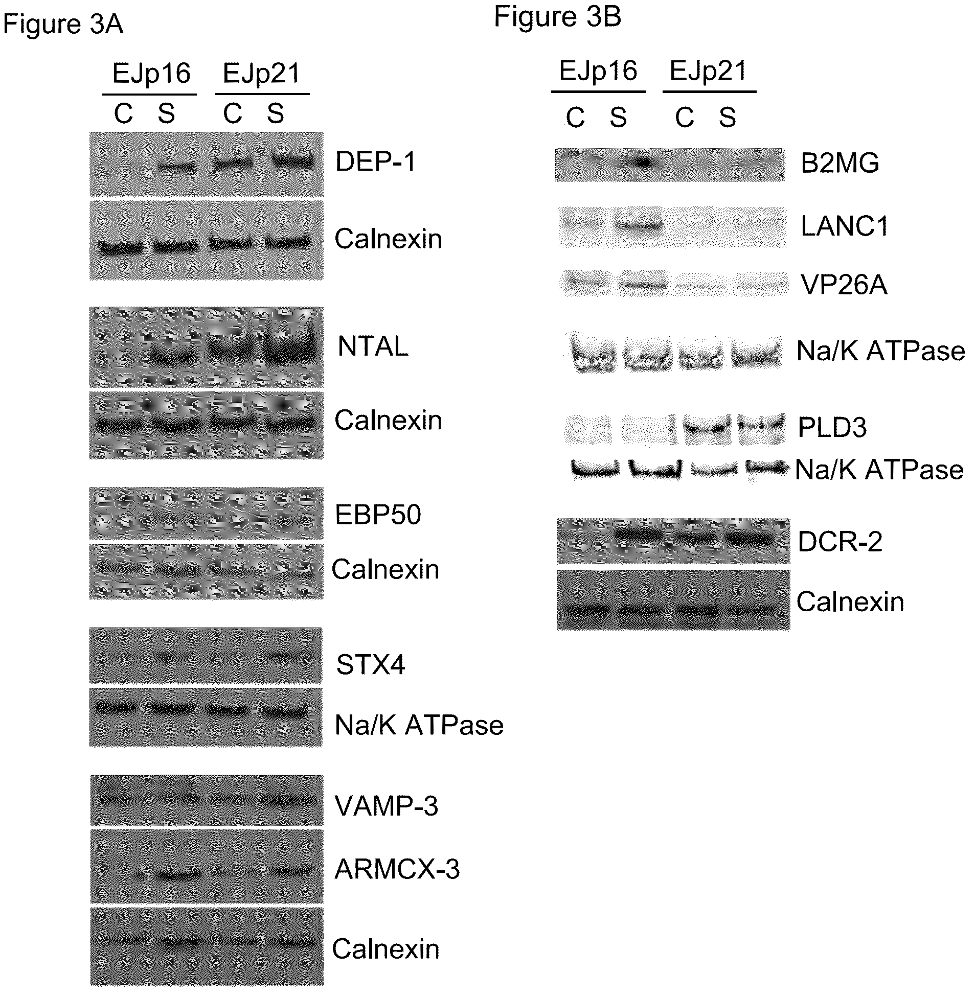 Patent US12313631 Figure 5 – Senescent cell biomarkers