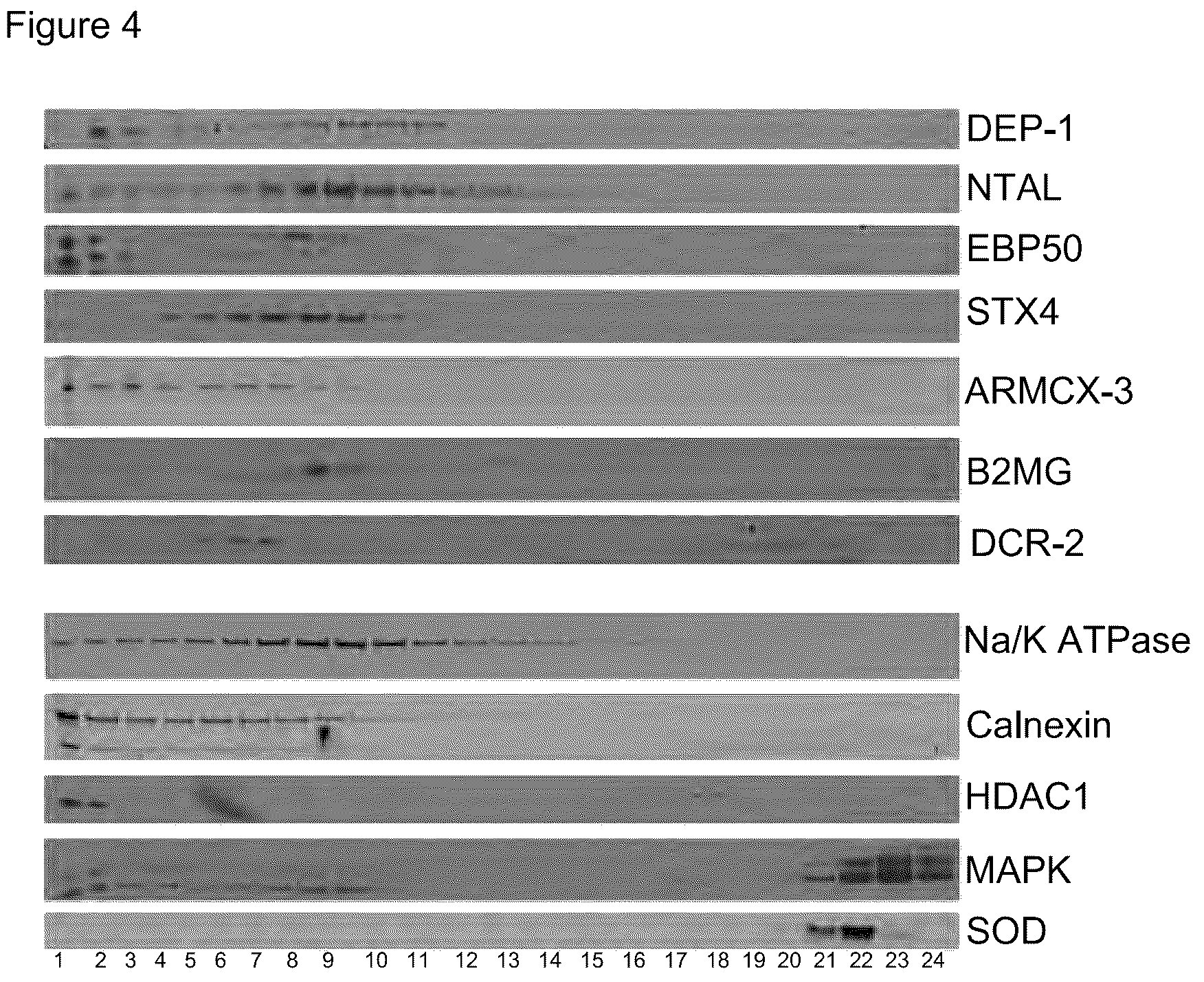 Patent US12313631 Figure 6 – Senescent cell biomarkers