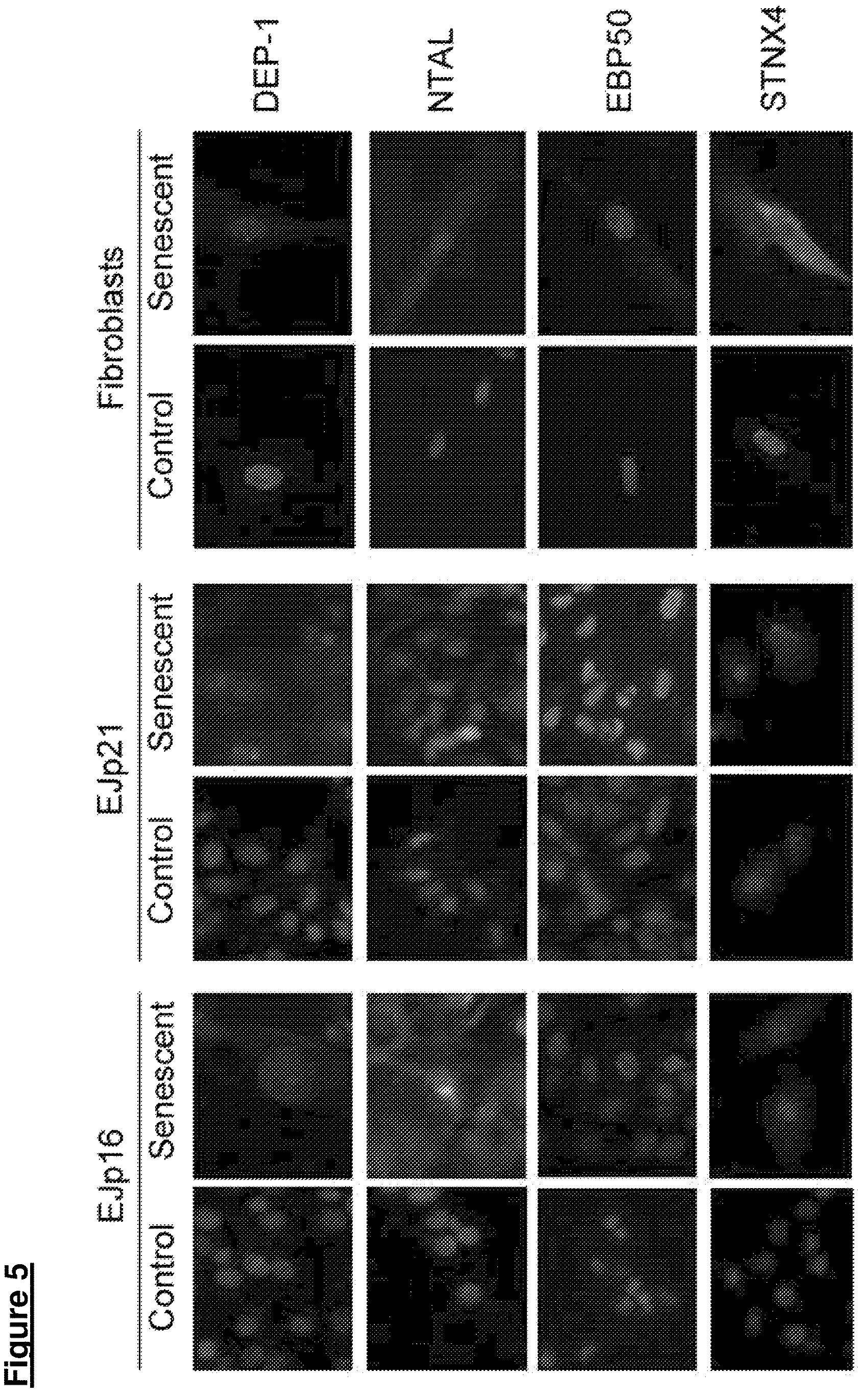 Patent US12313631 Figure 7 – Senescent cell biomarkers