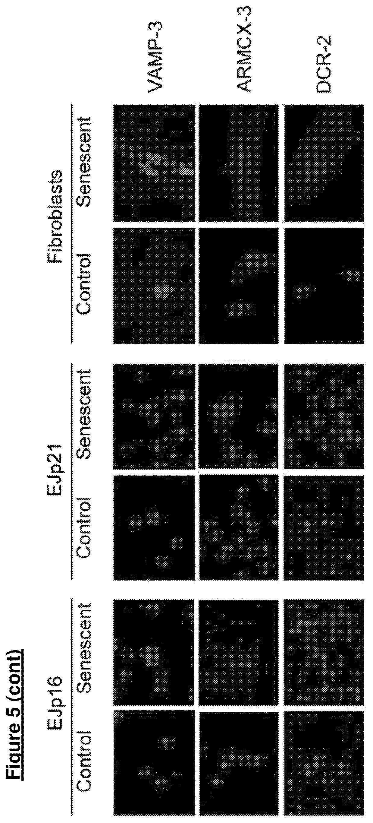 Patent US12313631 Figure 8 – Senescent cell biomarkers