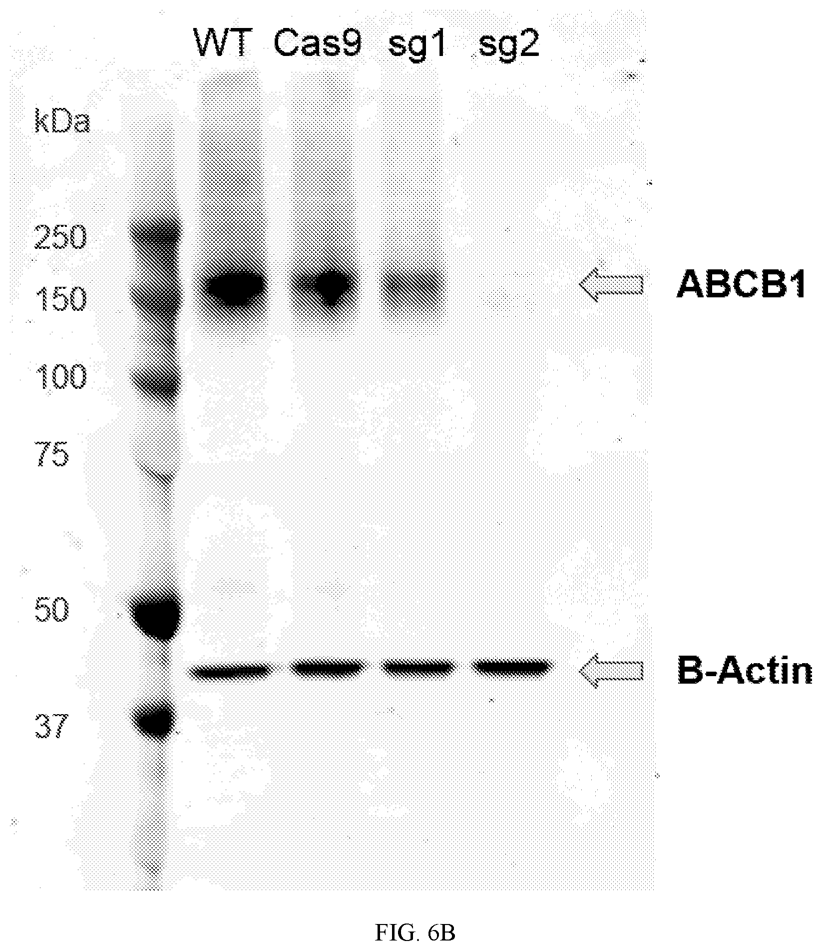 Patent US12313632 Figure 9 – Tepoxalin targeting of ABCB1 overexpressing cancers