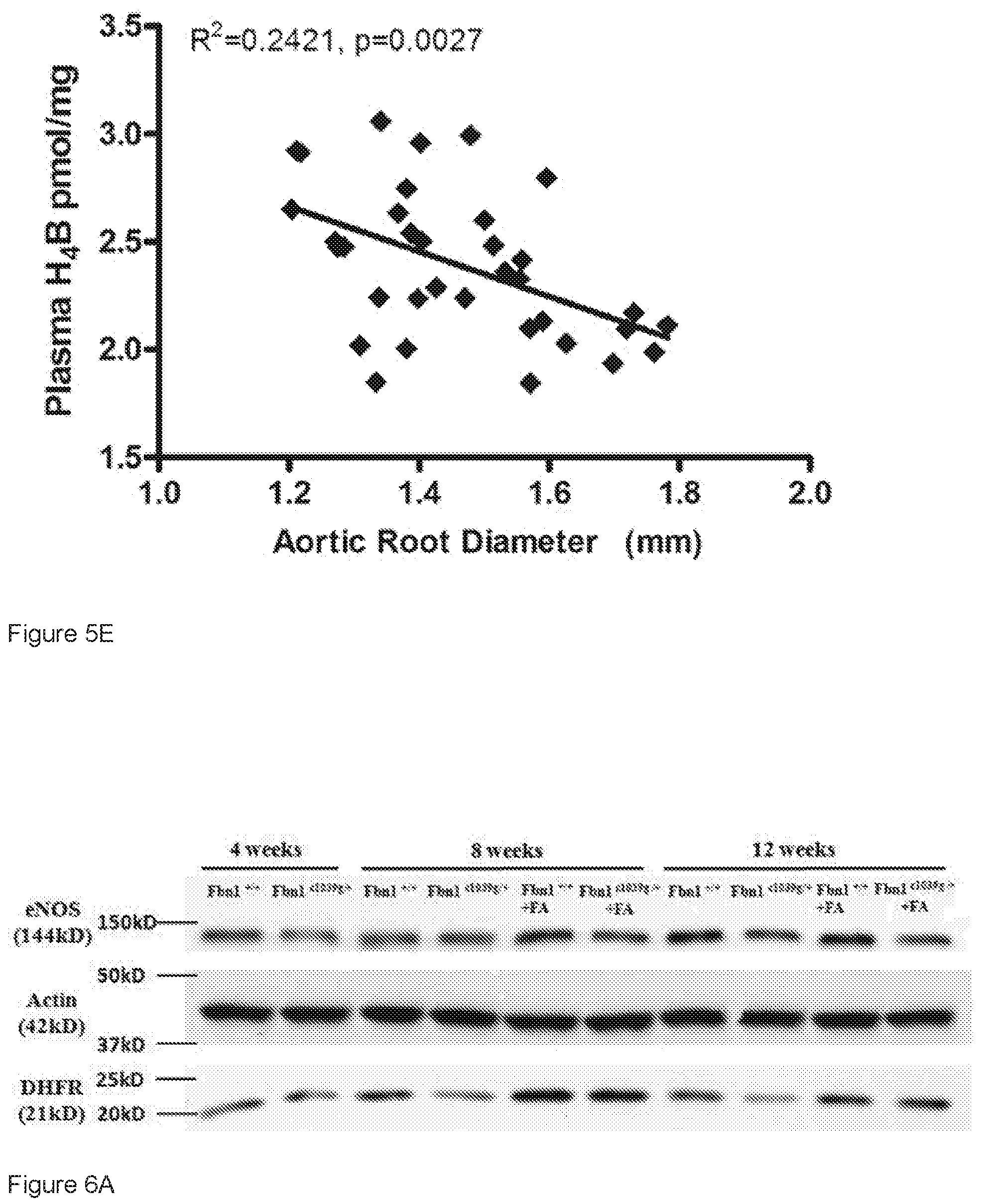 Patent US12313635 Figure 5 – Biomarker for thoracic aortic aneurysm