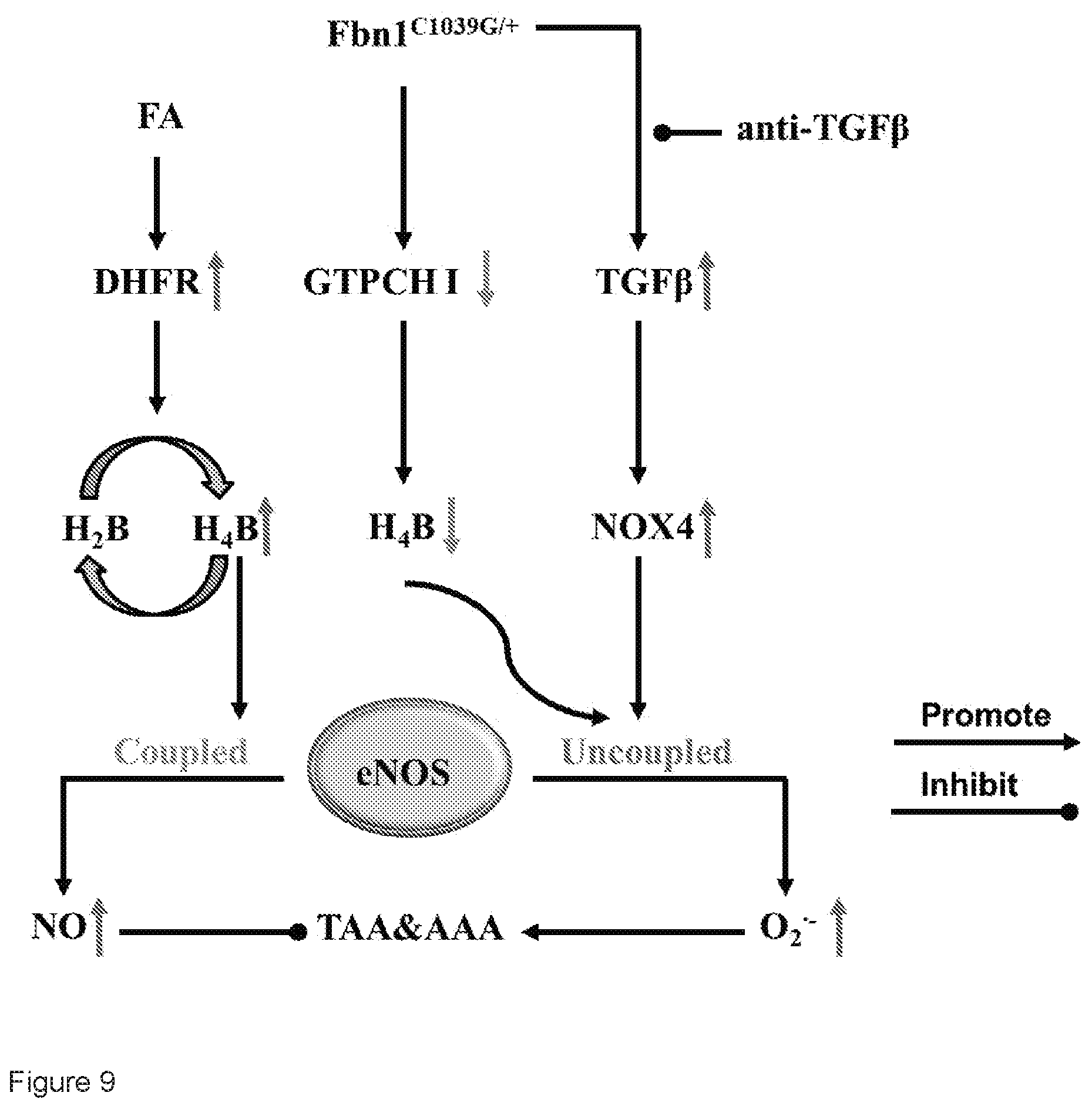 Patent US12313635 Figure 11 – Biomarker for thoracic aortic aneurysm