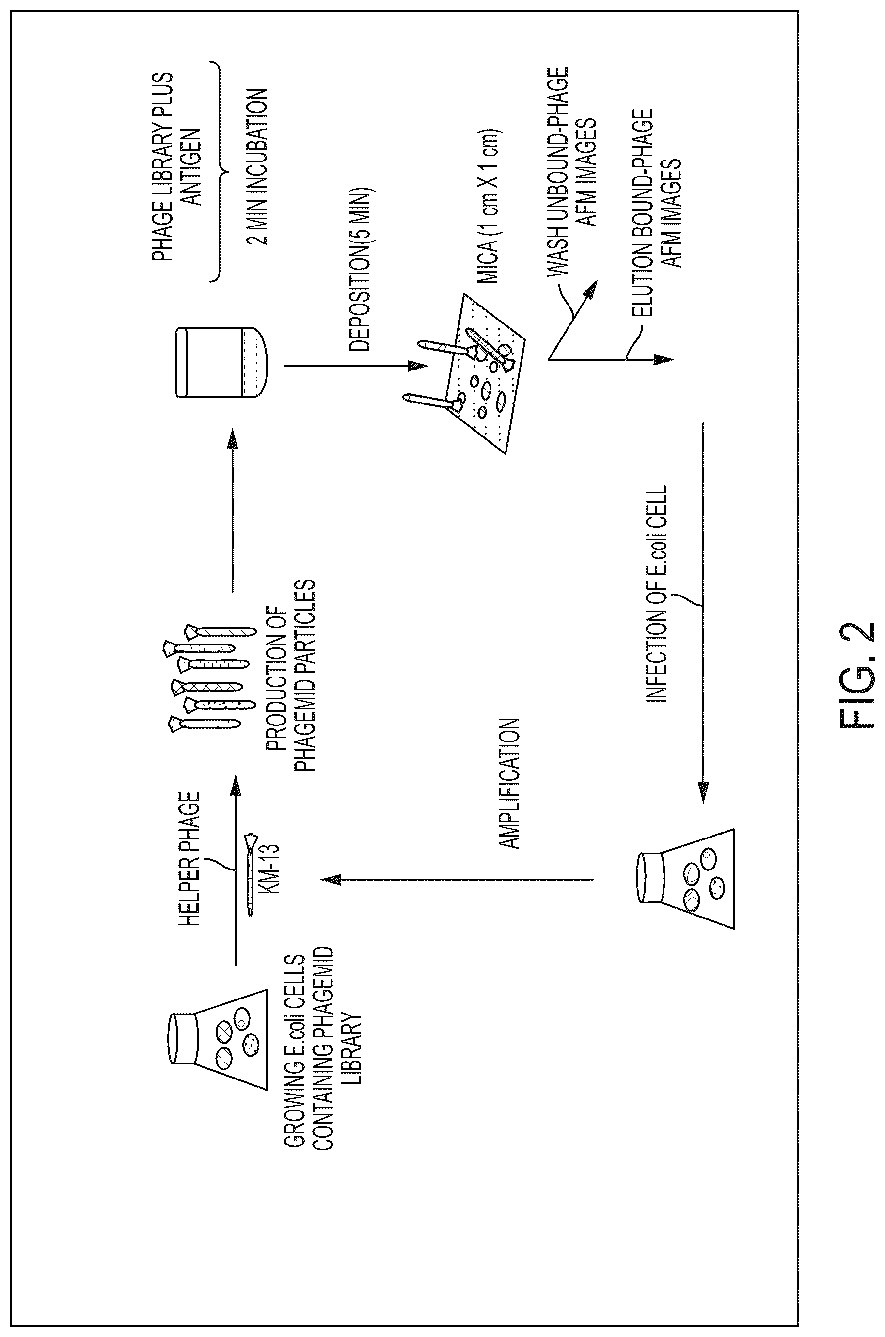Patent US12313637 Figure 2 – Antibody based reagents that specifically recognize neurodegenerative disease related forms of the protein TDP-43