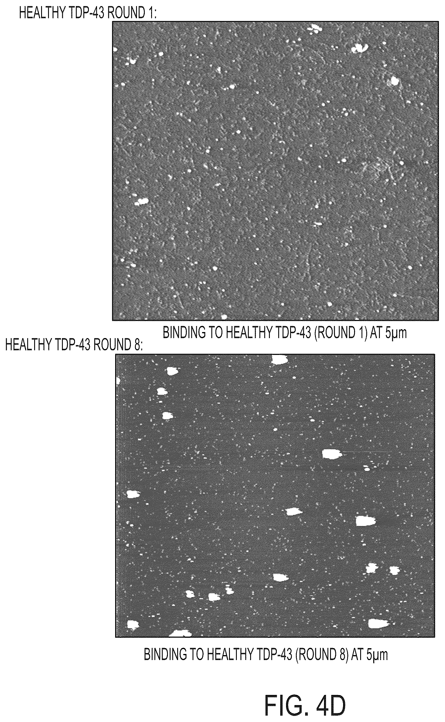 Patent US12313637 Figure 7 – Antibody based reagents that specifically recognize neurodegenerative disease related forms of the protein TDP-43