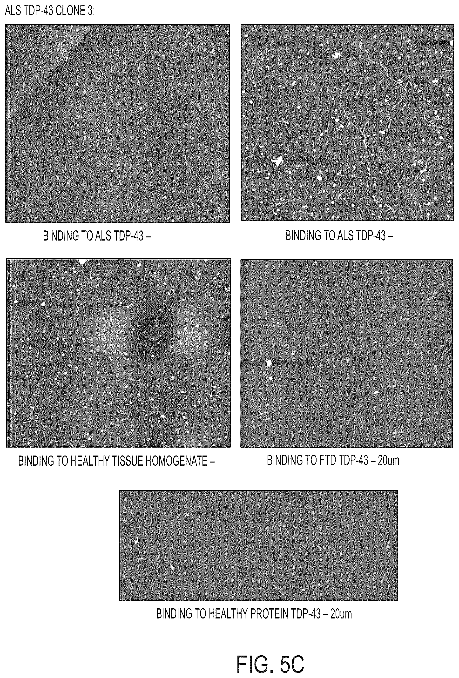 Patent US12313637 Figure 10 – Antibody based reagents that specifically recognize neurodegenerative disease related forms of the protein TDP-43