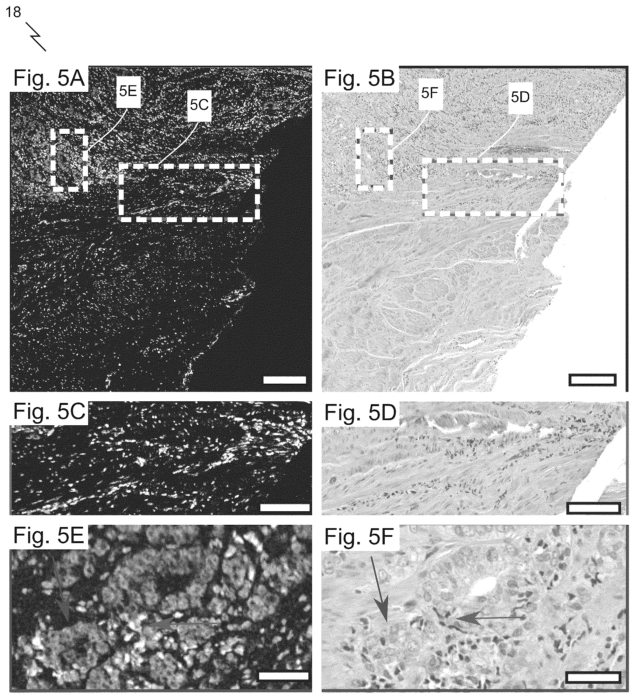 Patent US12313829 Figure 7 – Fast scanning microscope systems, and related optics and methods