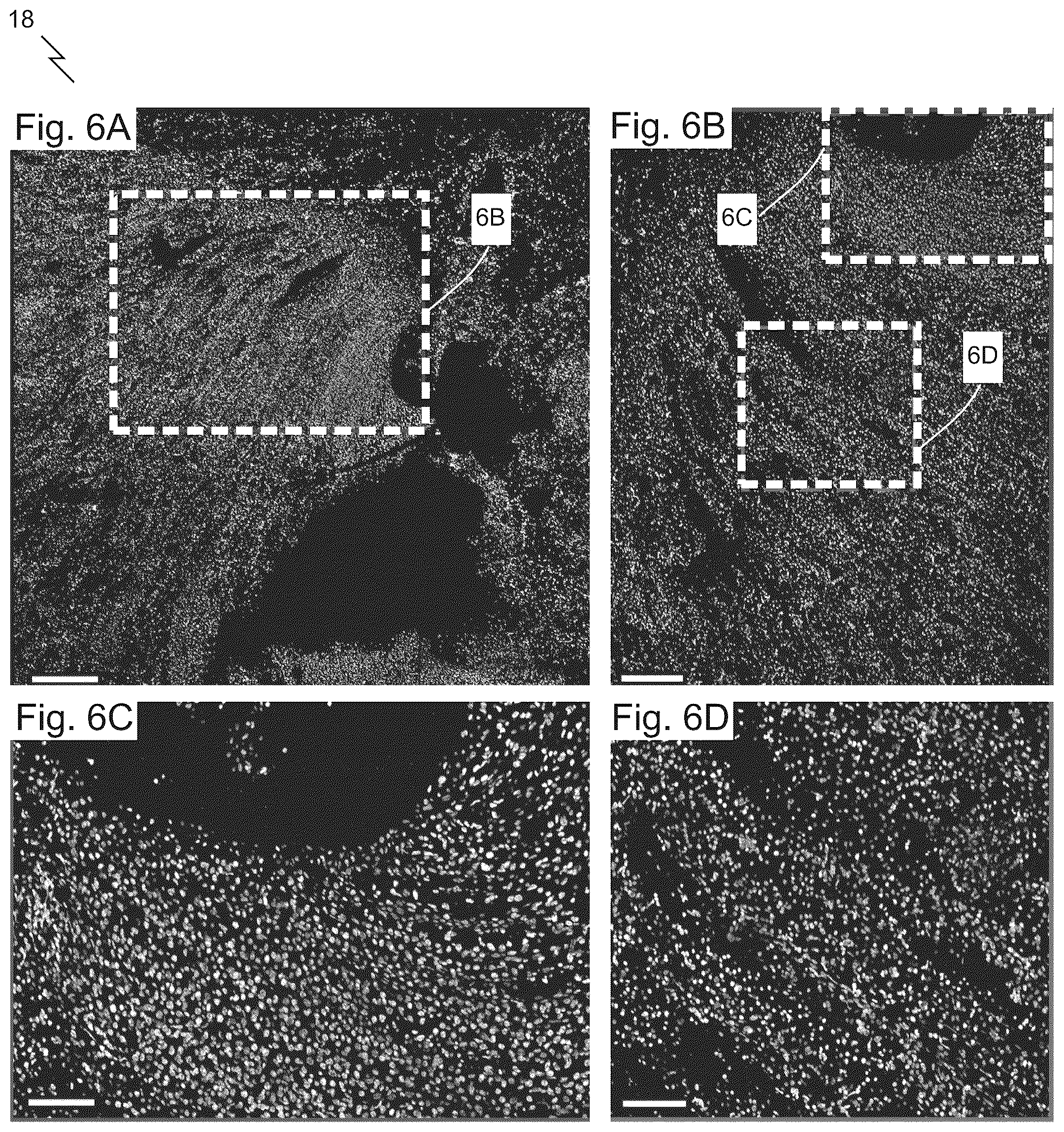 Patent US12313829 Figure 8 – Fast scanning microscope systems, and related optics and methods