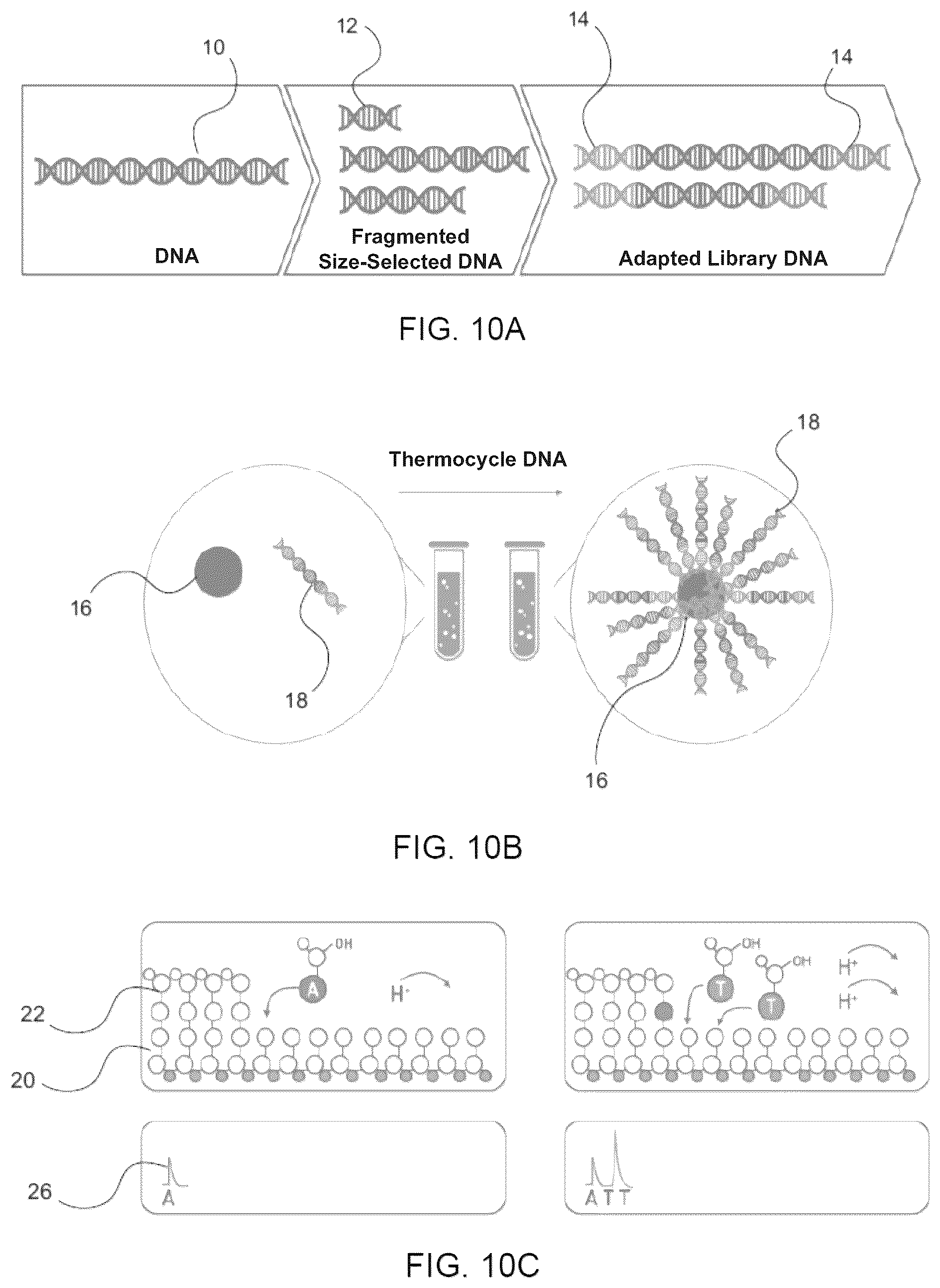 Patent US12315598 Figure 10 – Barcode sequences, and related systems and methods