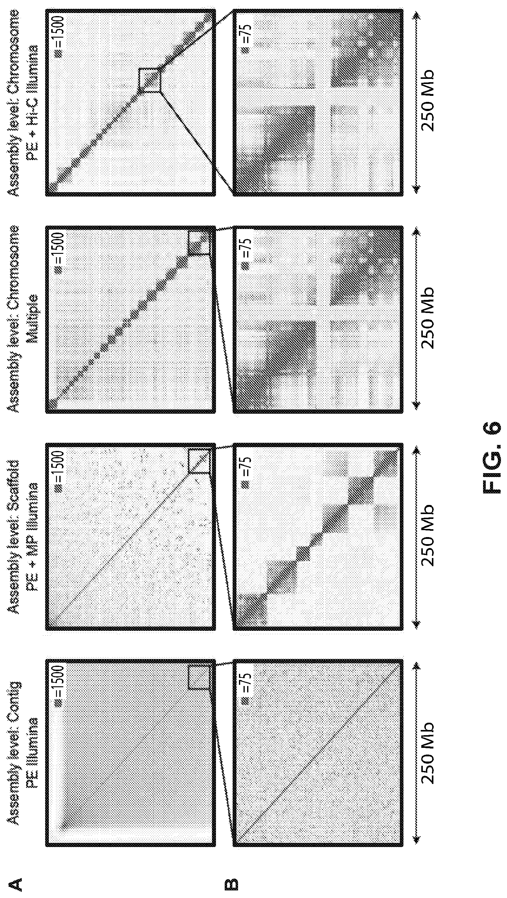 Patent US12315601 Figure 6 – Linear genome assembly from three dimensional genome structure
