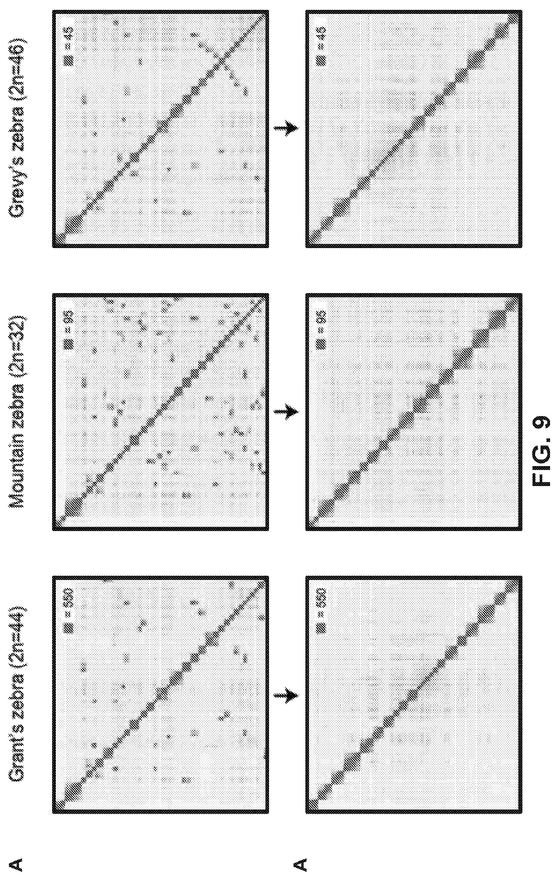 Patent US12315601 Figure 9 – Linear genome assembly from three dimensional genome structure