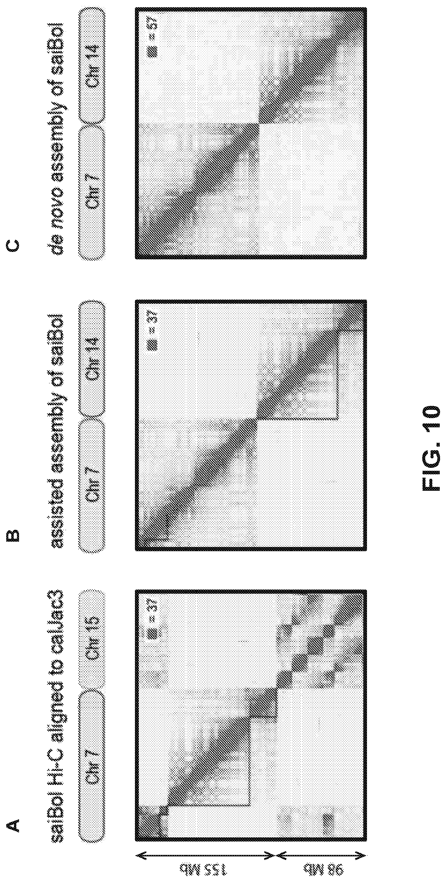 Patent US12315601 Figure 10 – Linear genome assembly from three dimensional genome structure