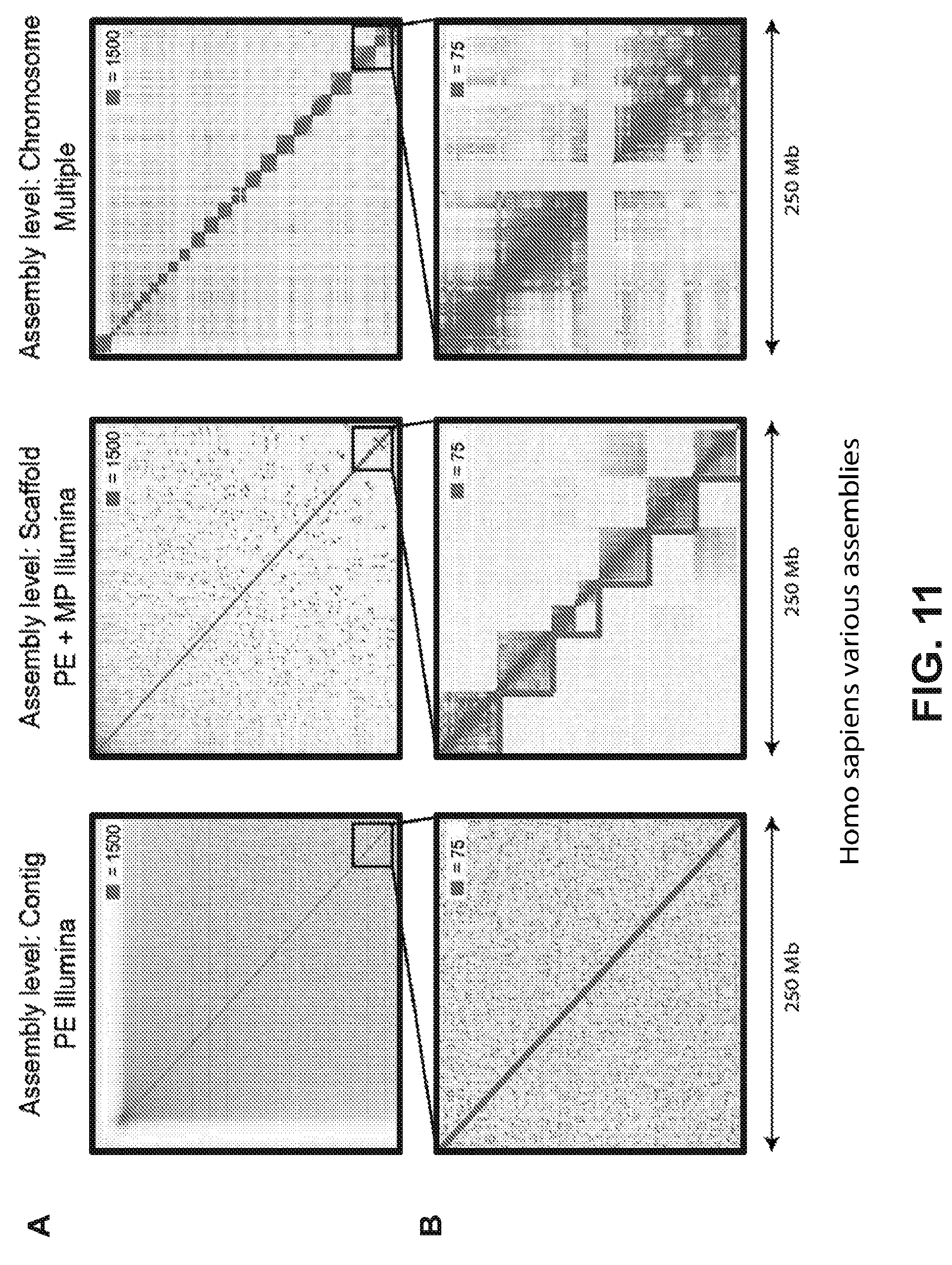 Patent US12315601 Figure 11 – Linear genome assembly from three dimensional genome structure