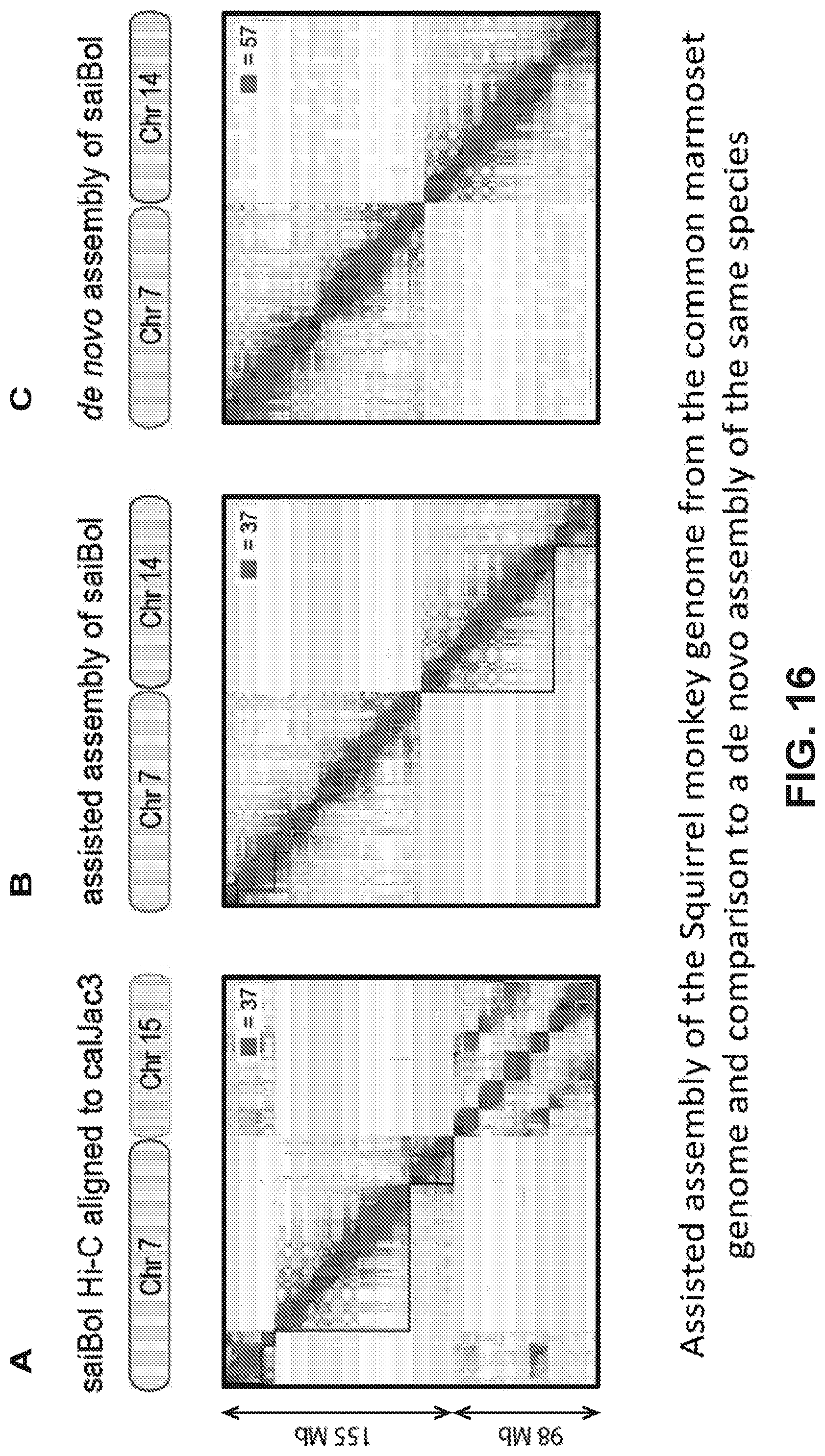Patent US12315601 Figure 16 – Linear genome assembly from three dimensional genome structure