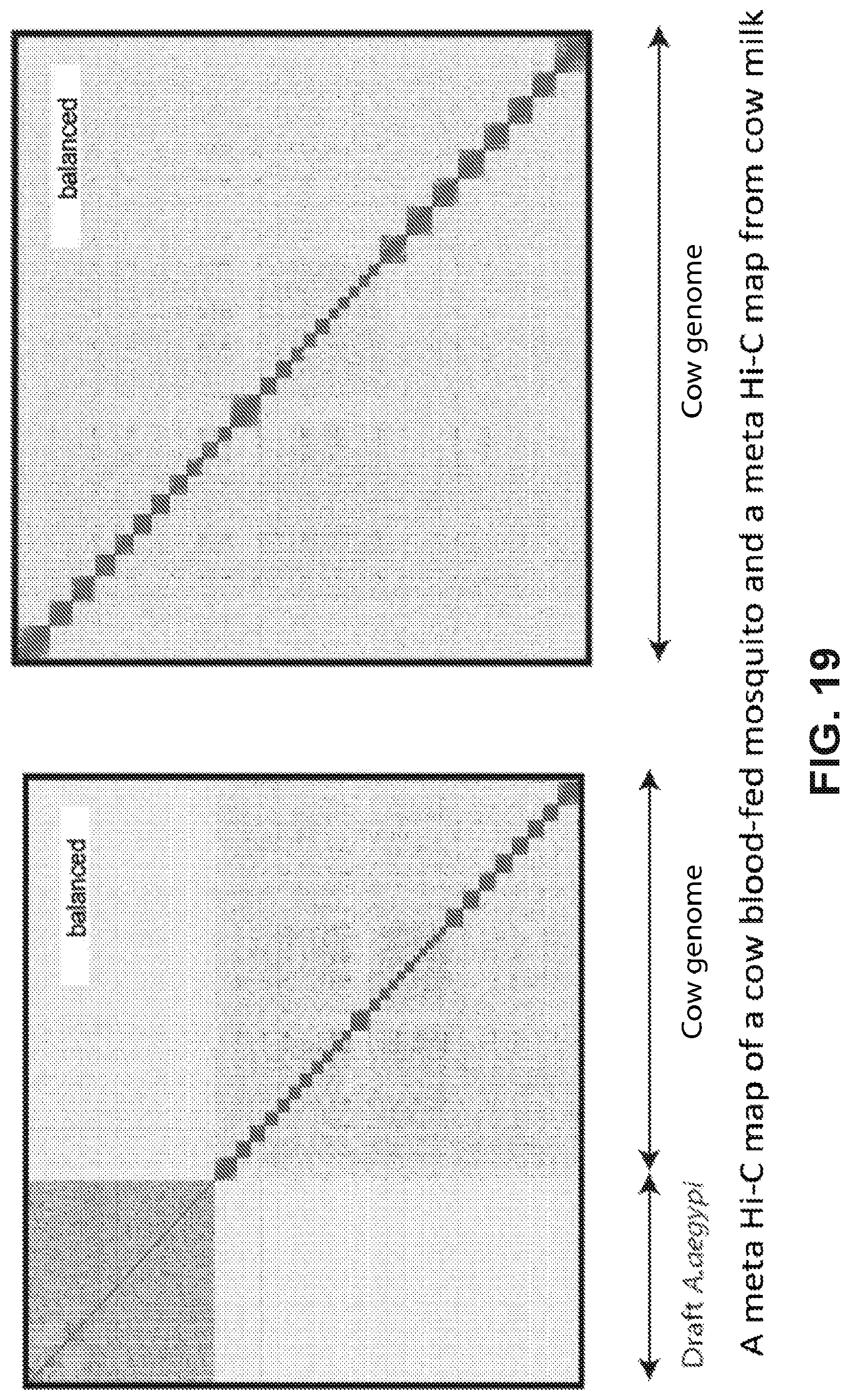 Patent US12315601 Figure 19 – Linear genome assembly from three dimensional genome structure