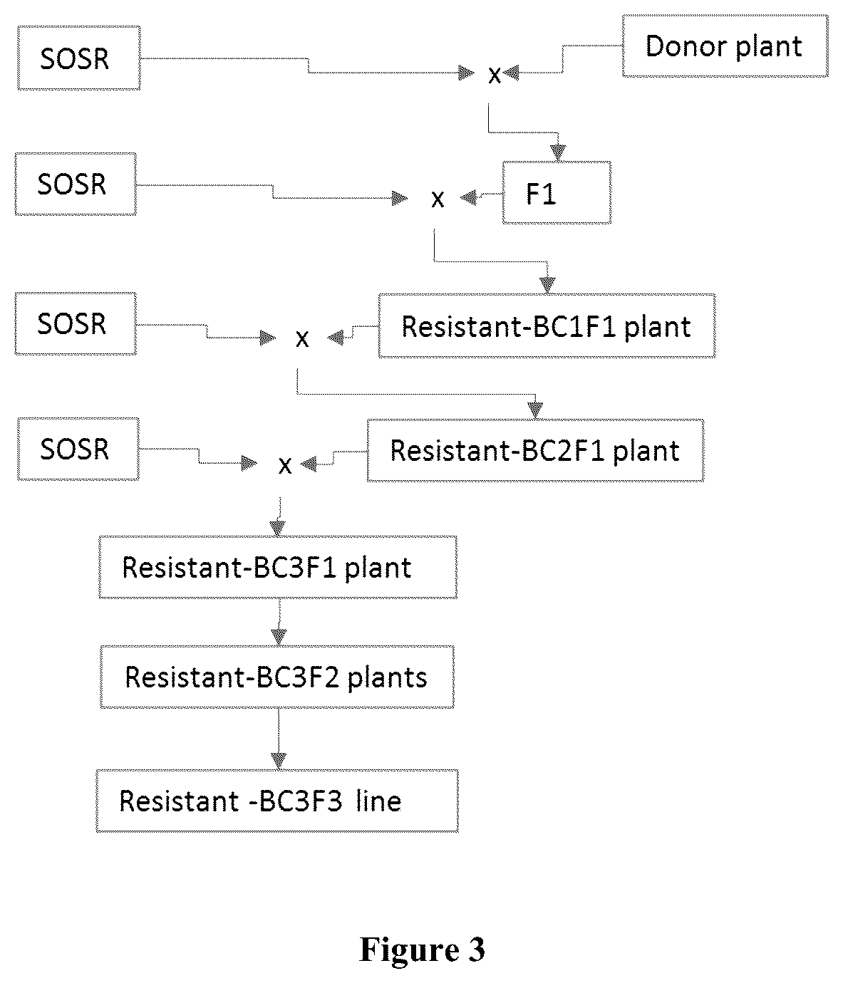 Patent US12317795 Figure 3 – Clubroot resistant brassica plants