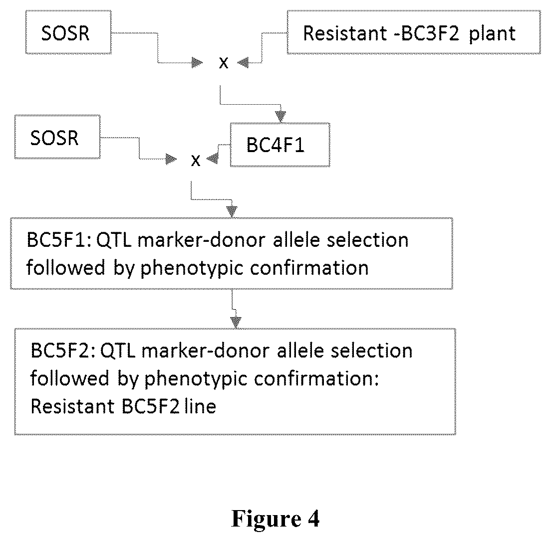 Patent US12317795 Figure 4 – Clubroot resistant brassica plants
