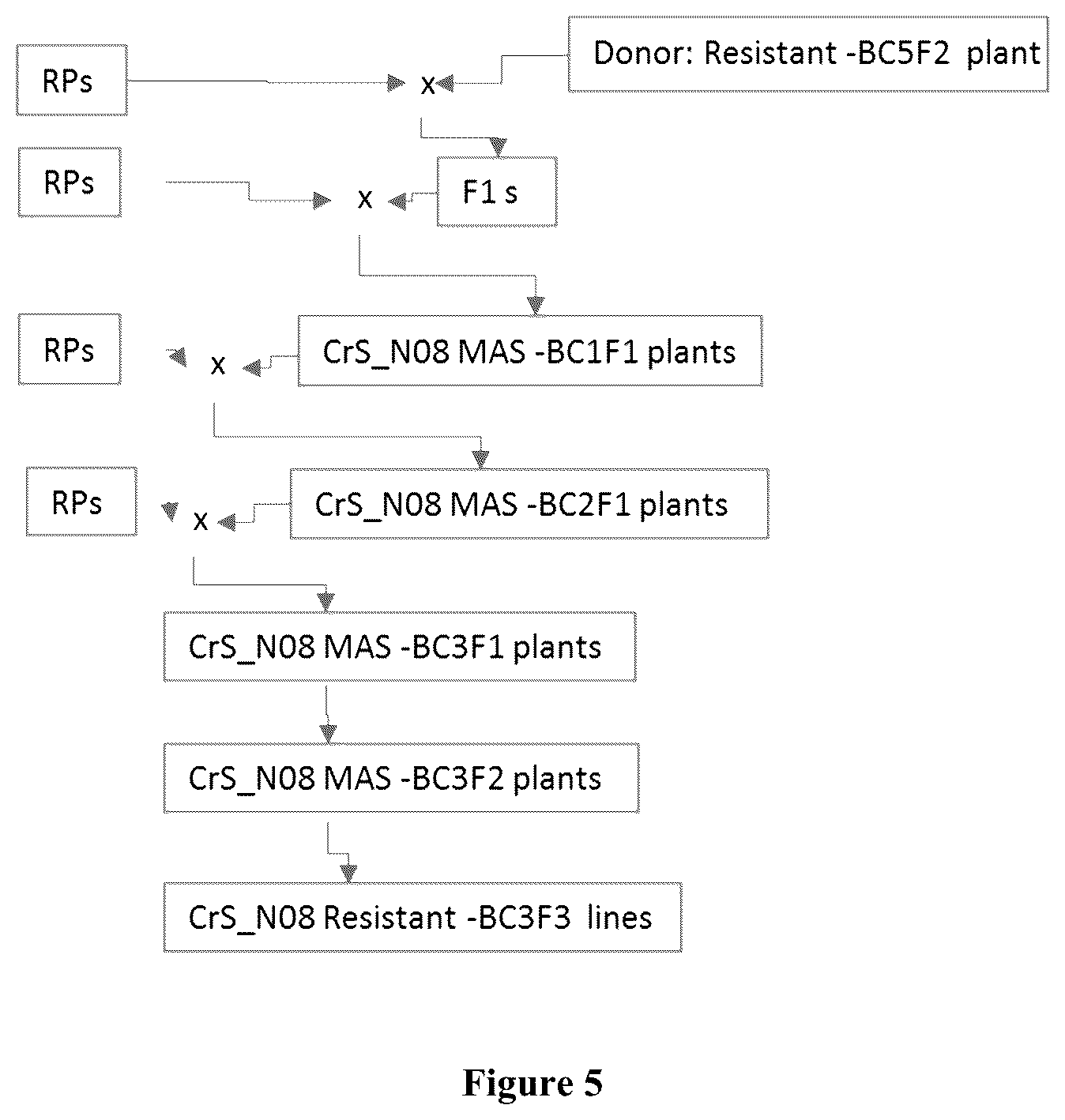 Patent US12317795 Figure 5 – Clubroot resistant brassica plants