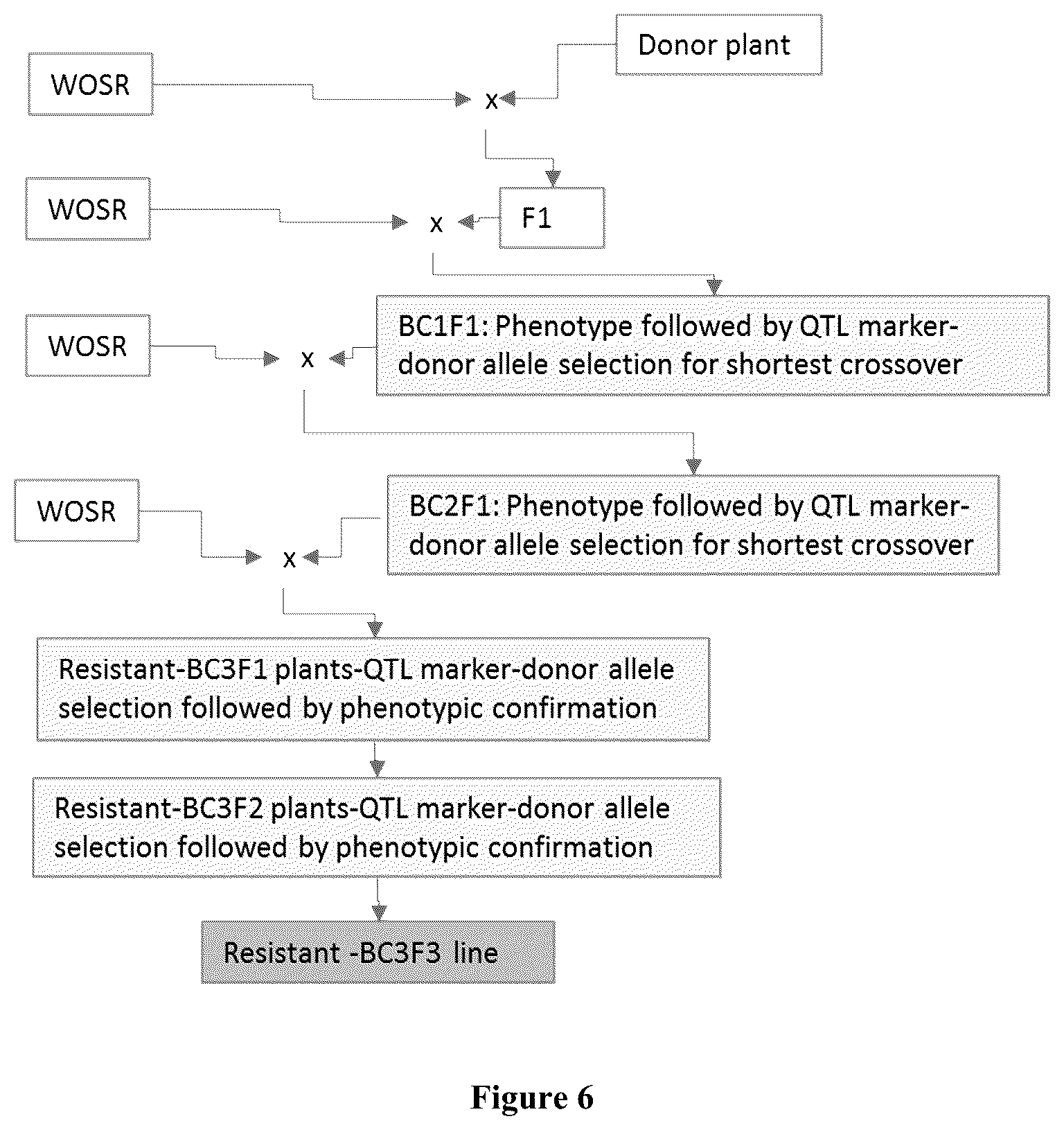 Patent US12317795 Figure 6 – Clubroot resistant brassica plants