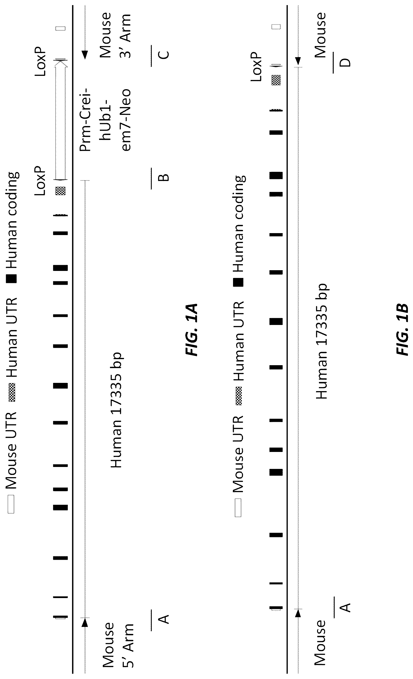 Patent US12317874 Figure 1 – Method of using a genetically modified mouse that expresses human albumin