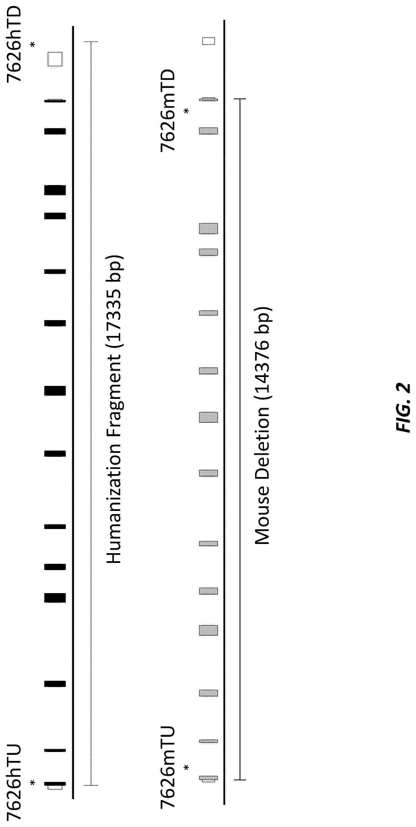 Patent US12317874 Figure 2 – Method of using a genetically modified mouse that expresses human albumin