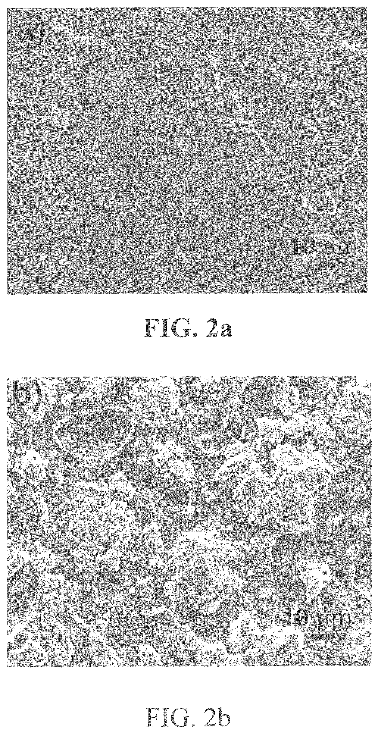 Patent US12317898 Figure 3 – Antibacterial surface of metal-organic framework-chitosan composite films