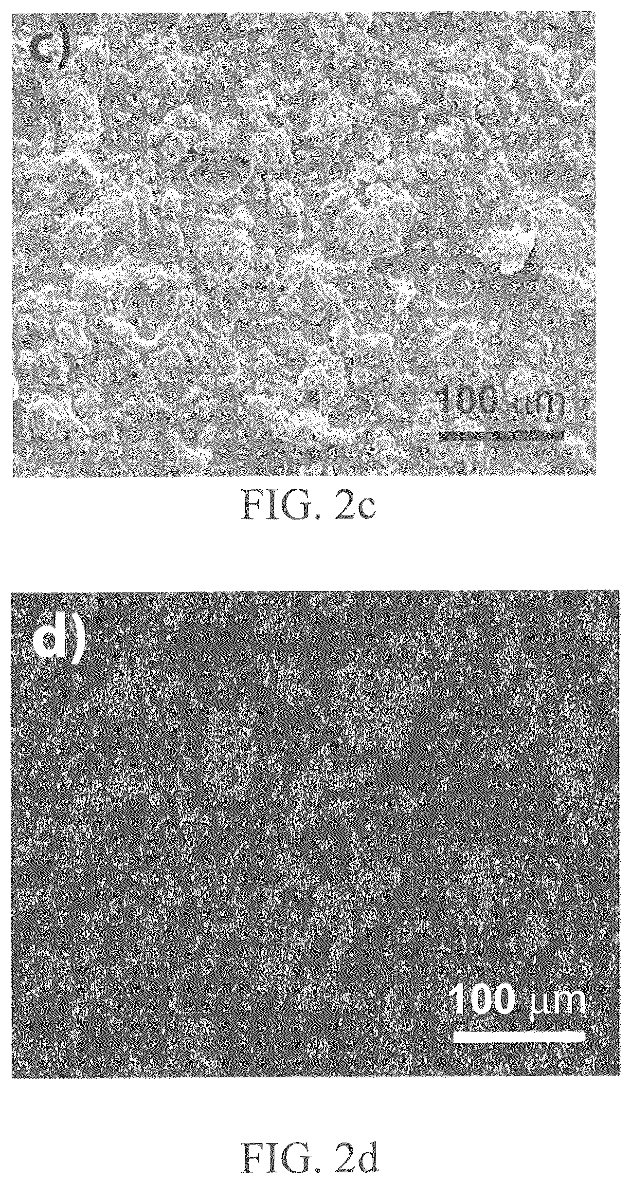 Patent US12317898 Figure 4 – Antibacterial surface of metal-organic framework-chitosan composite films