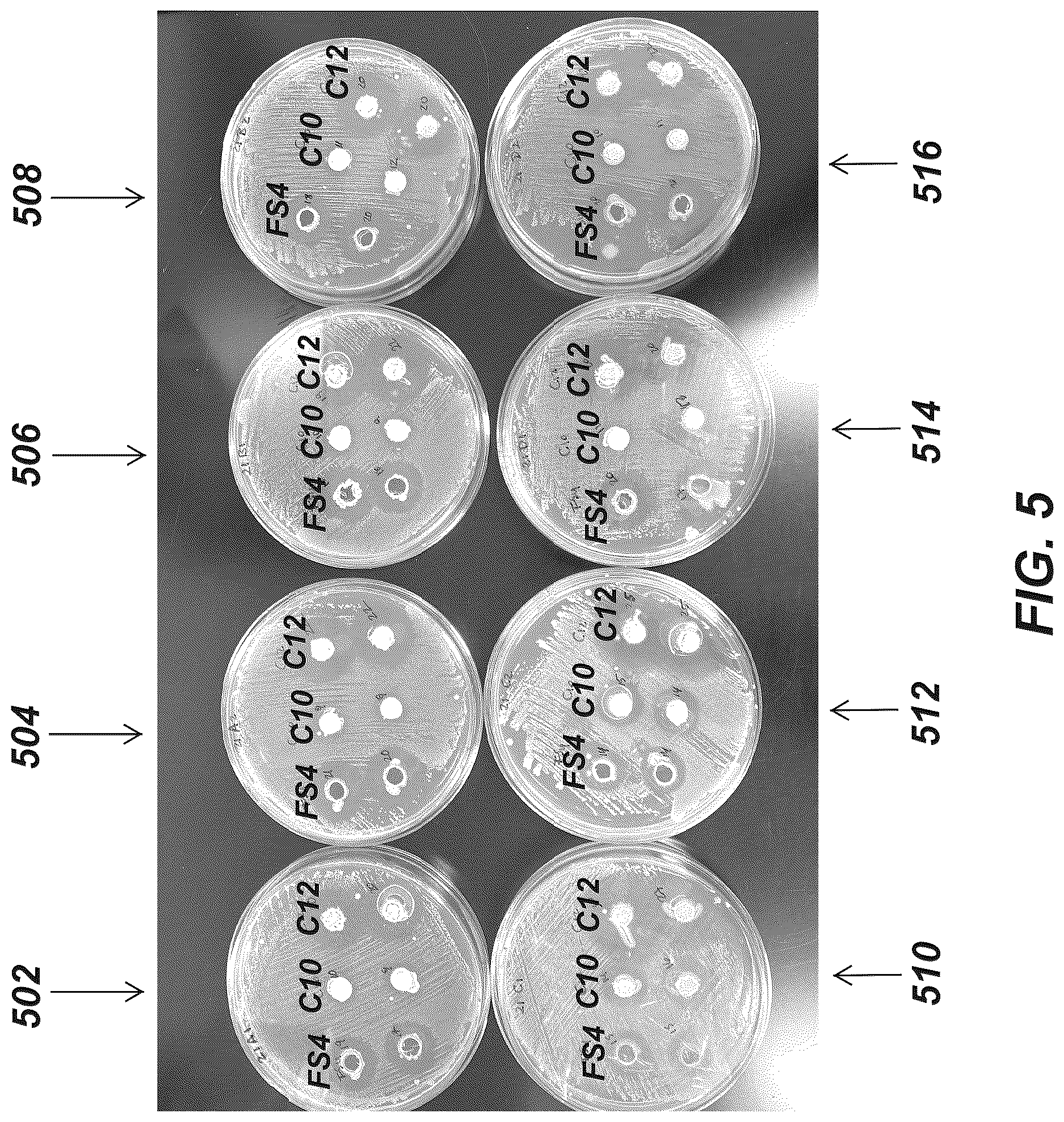 Patent US12317906 Figure 5 – Feed compositions and methods for inhibiting focal ulcerative dermatitis