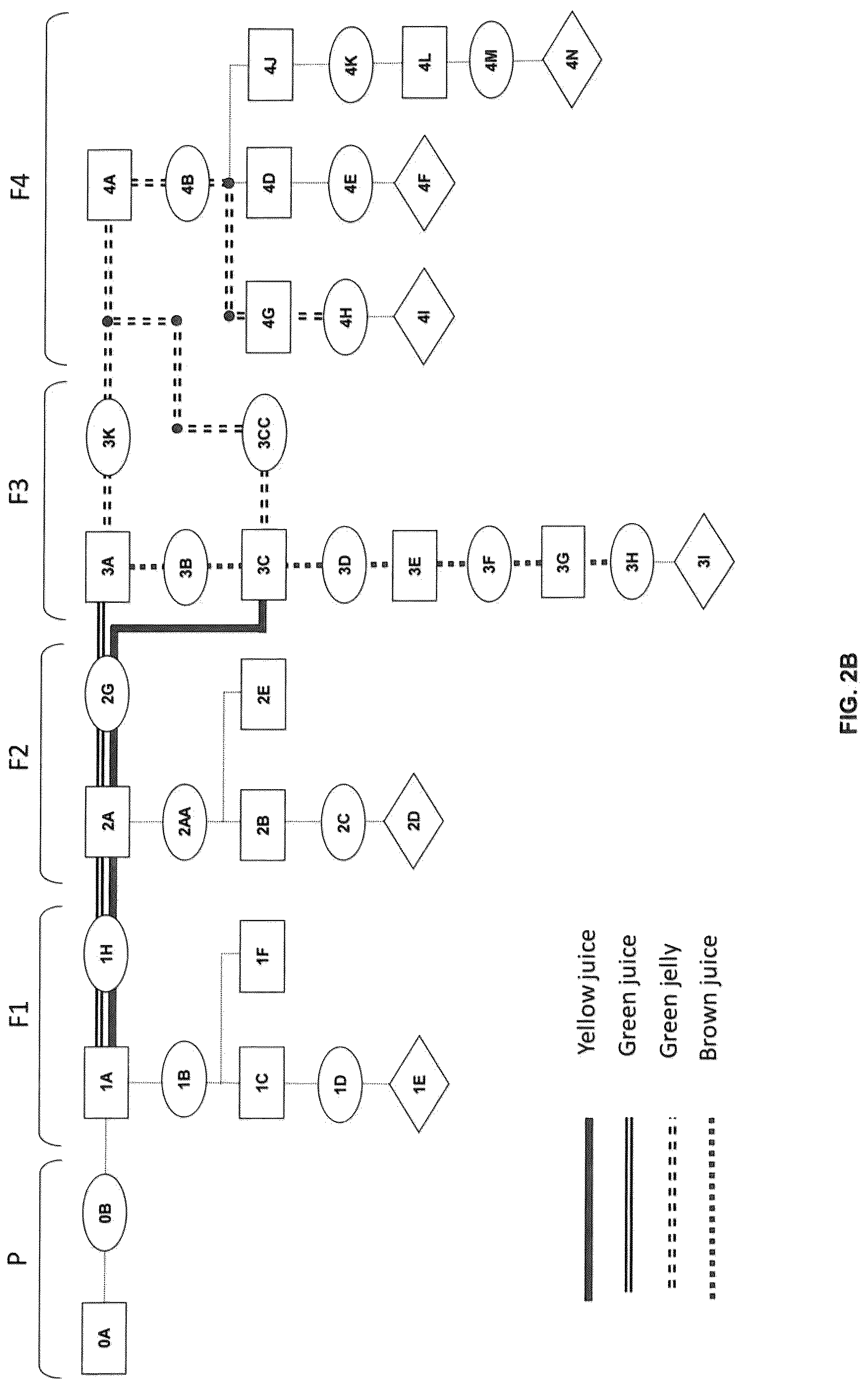 Patent US12317908 Figure 3 – Compositions comprising Fabaceae family plant components, processes of preparation and uses thereof
