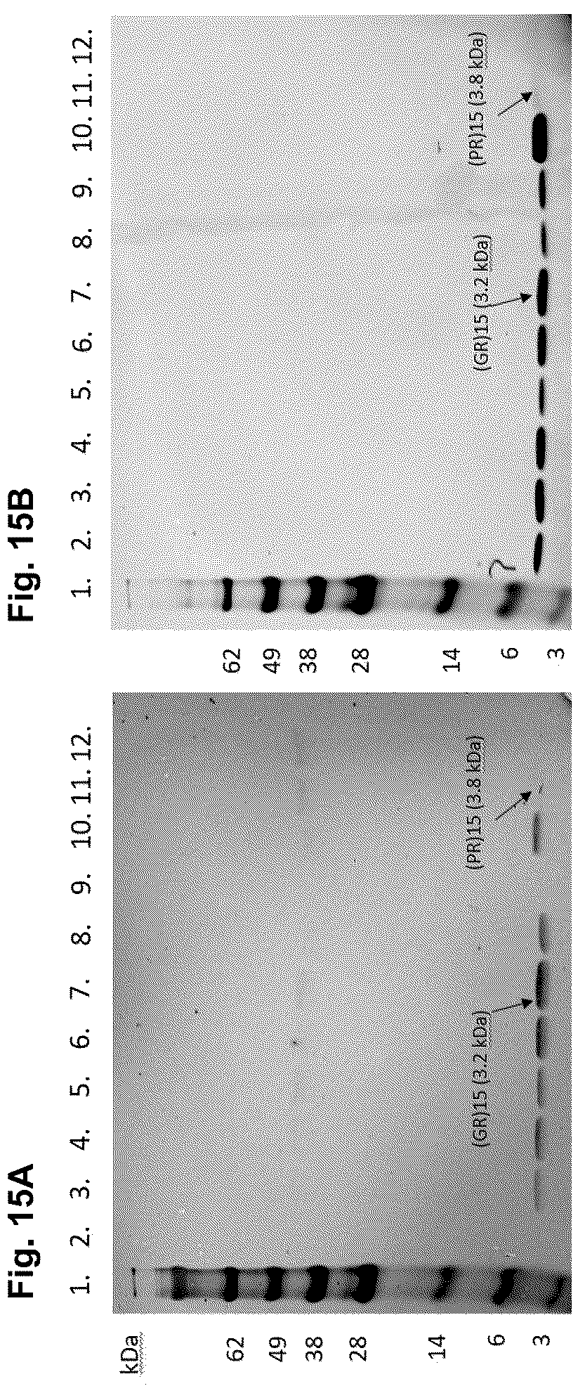 Patent US12318365 Figure 15 – Inhibition of dipeptide repeat proteins